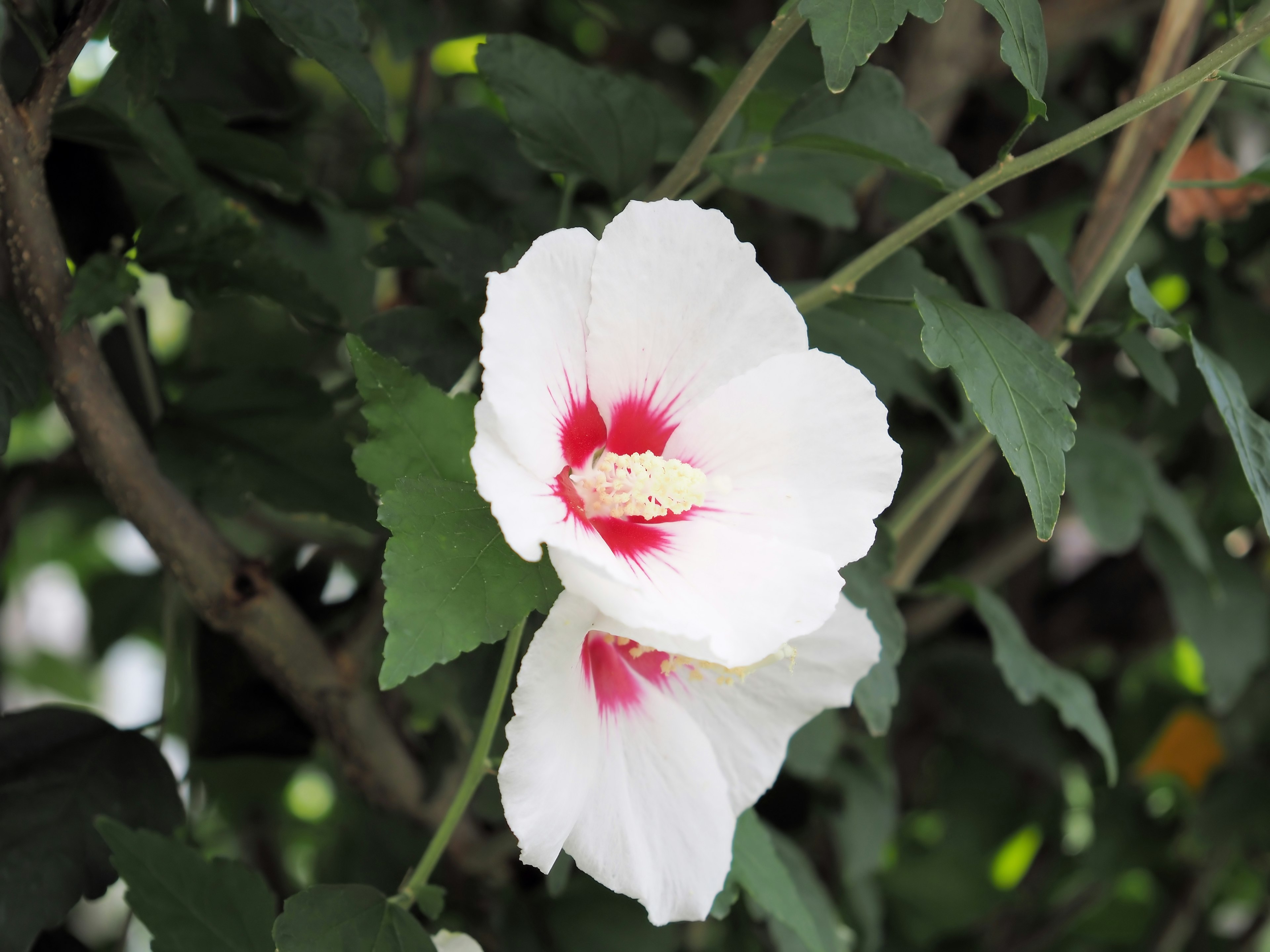 Weißer Blüten mit rotem Zentrum umgeben von grünen Blättern