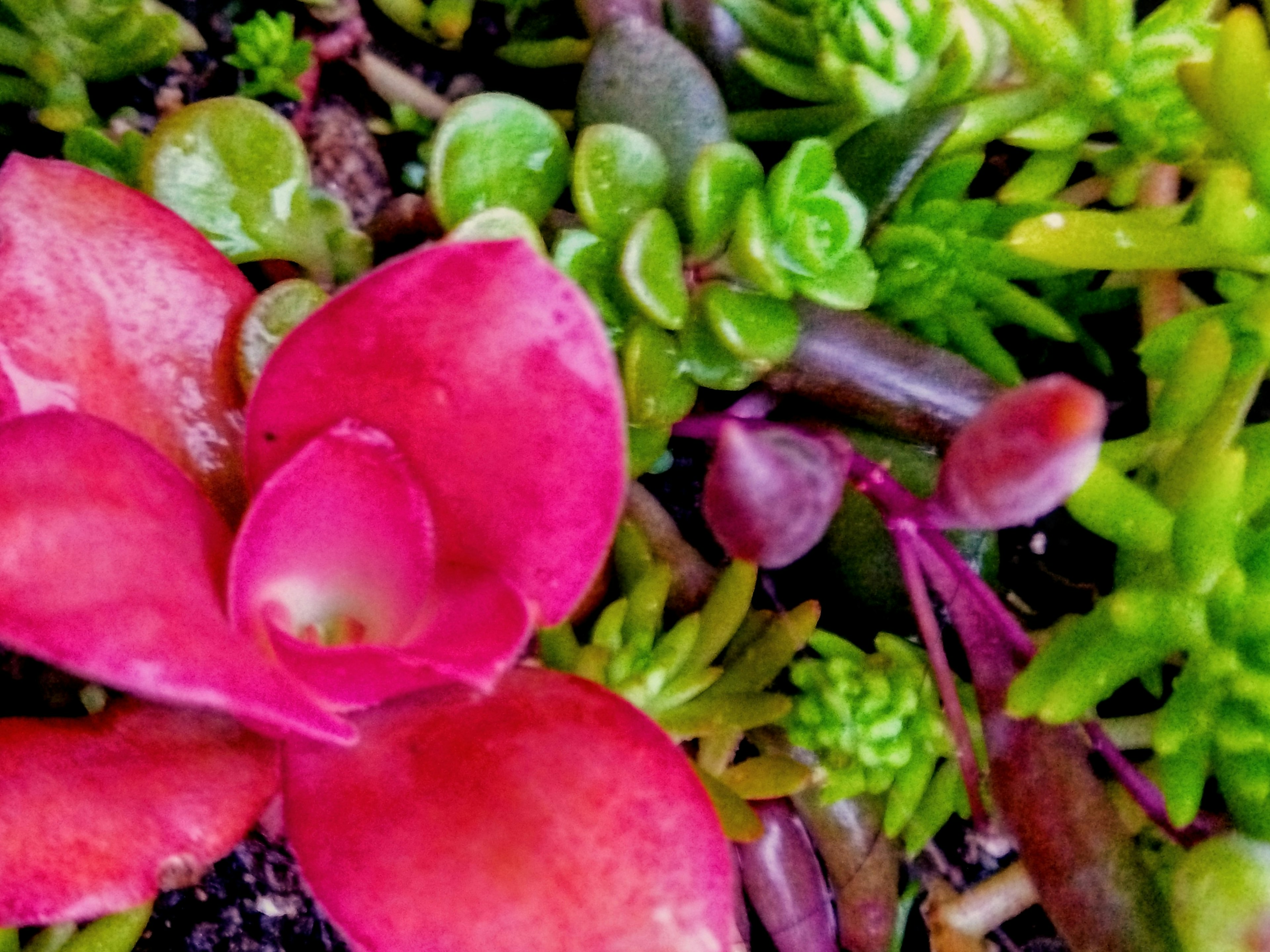 Vibrant pink succulent among a variety of succulent plants