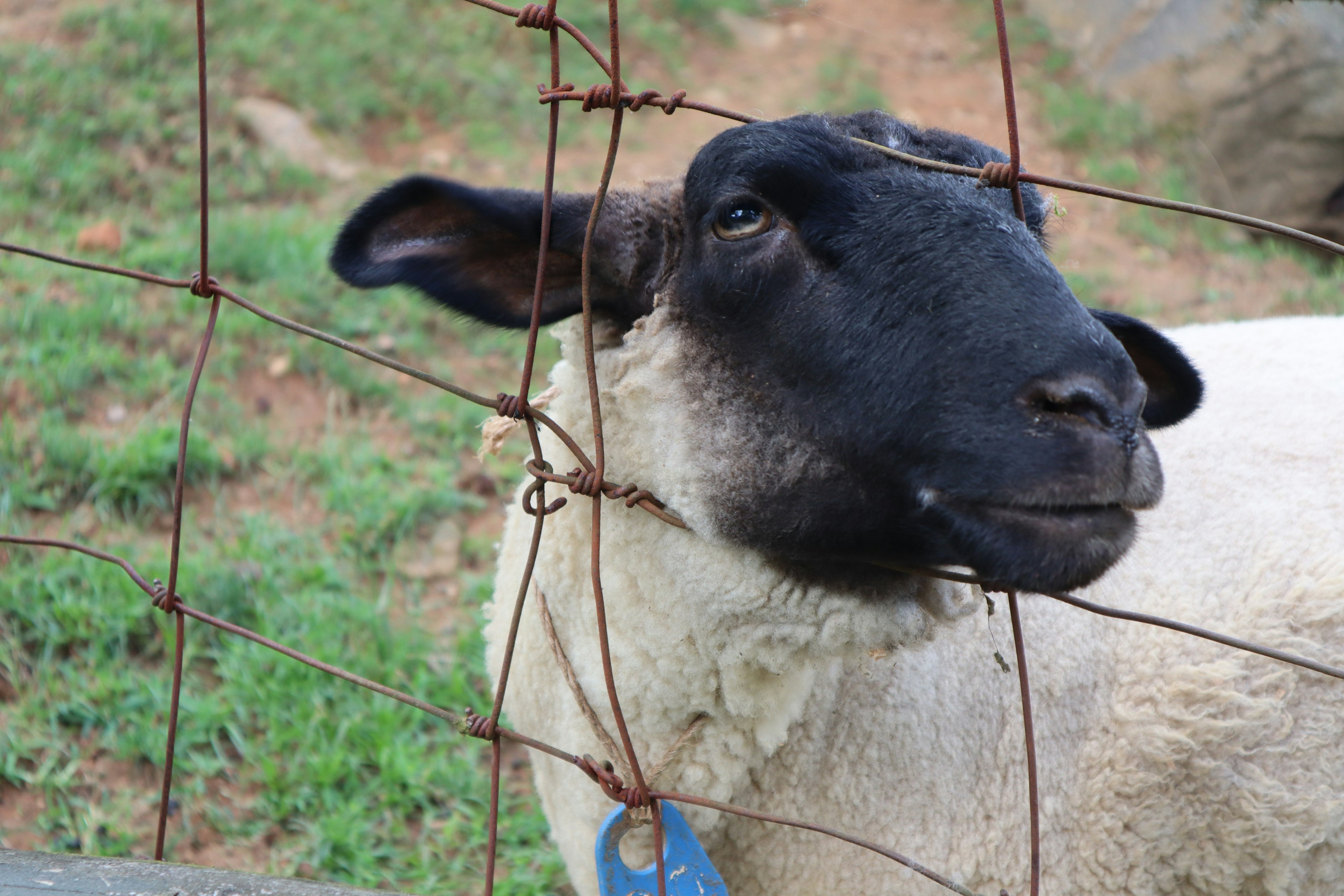 A sheep with a black head and white body near a fence