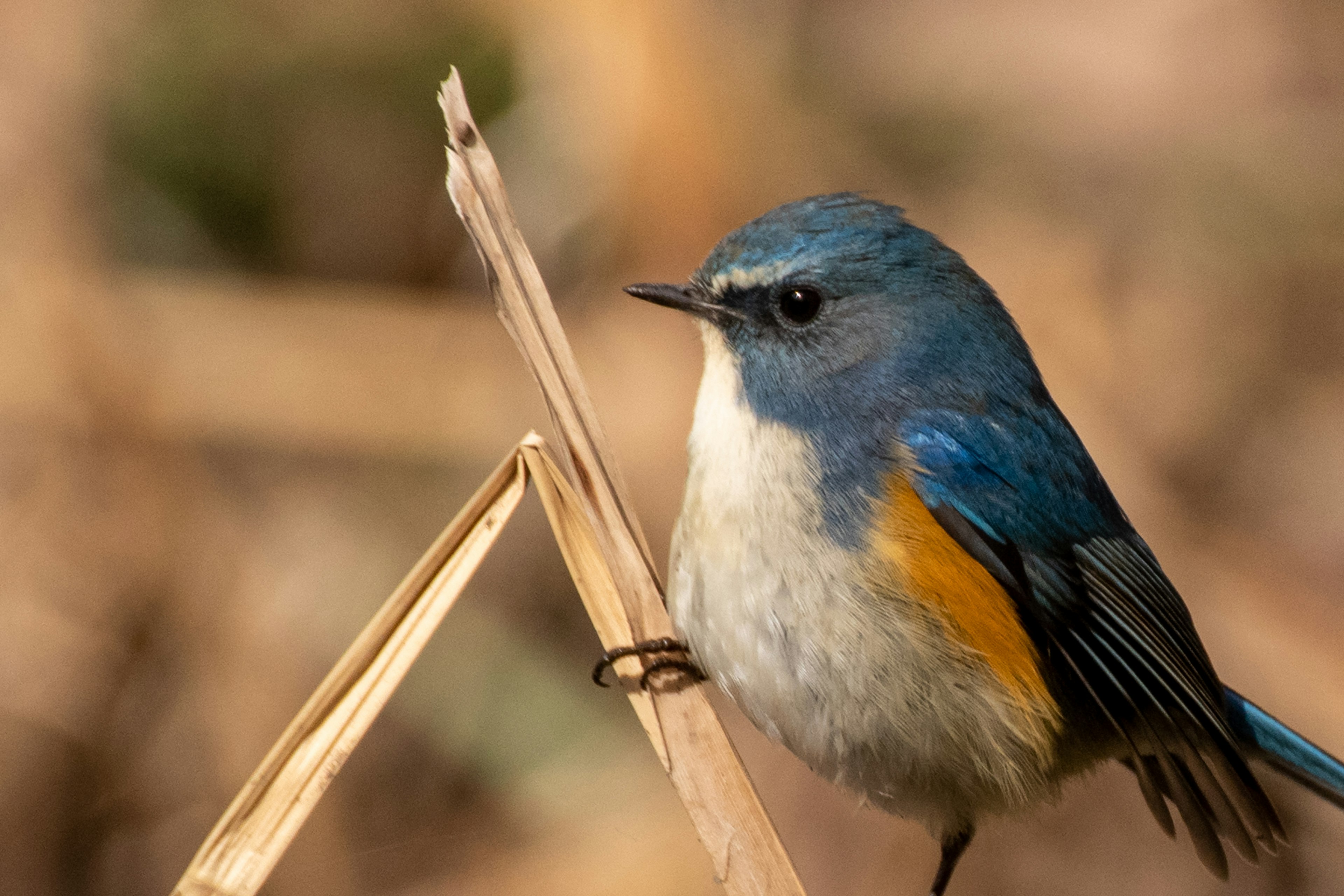 A small bird with blue feathers and an orange chest perched on a stem