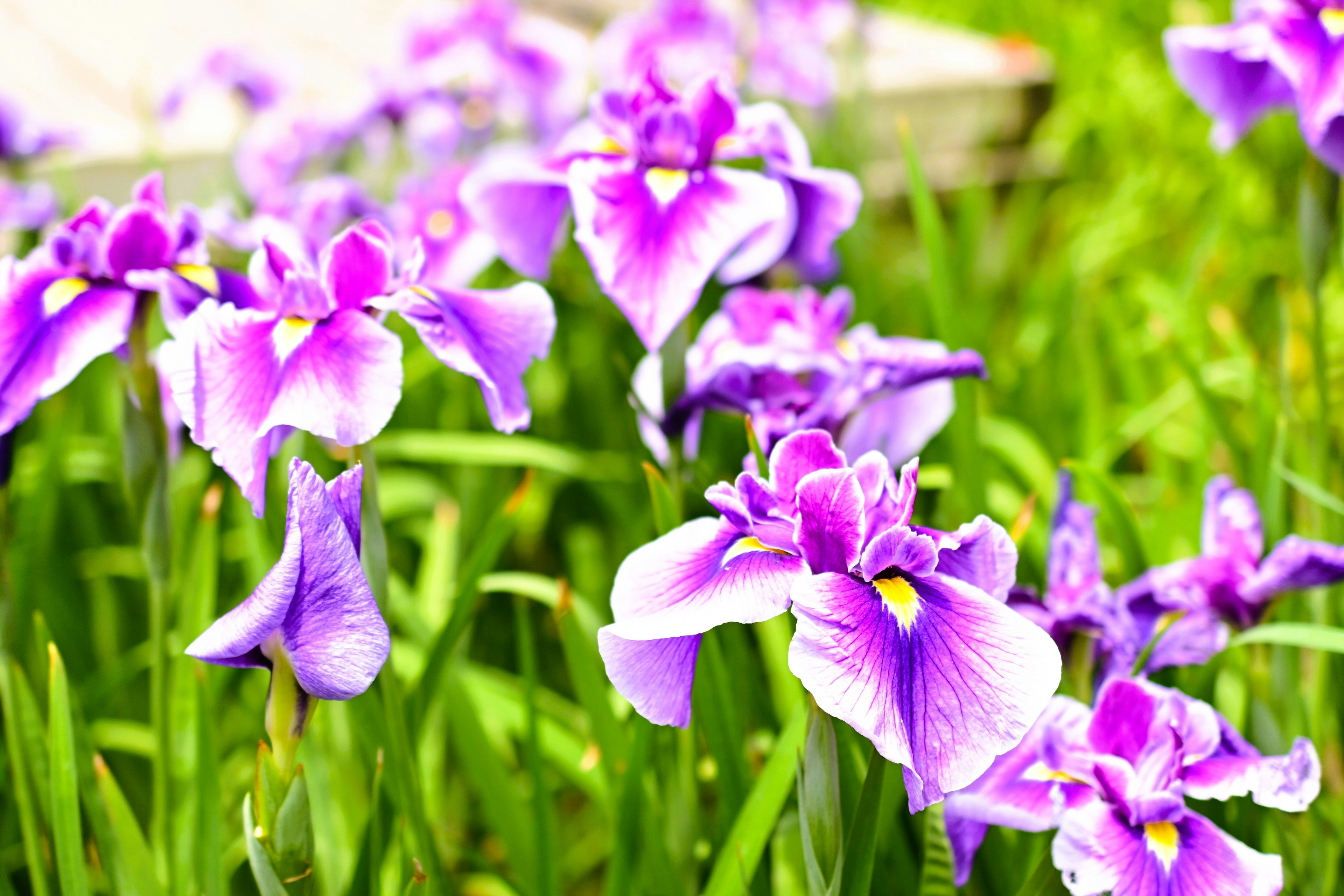 Cluster of purple iris flowers with green leaves