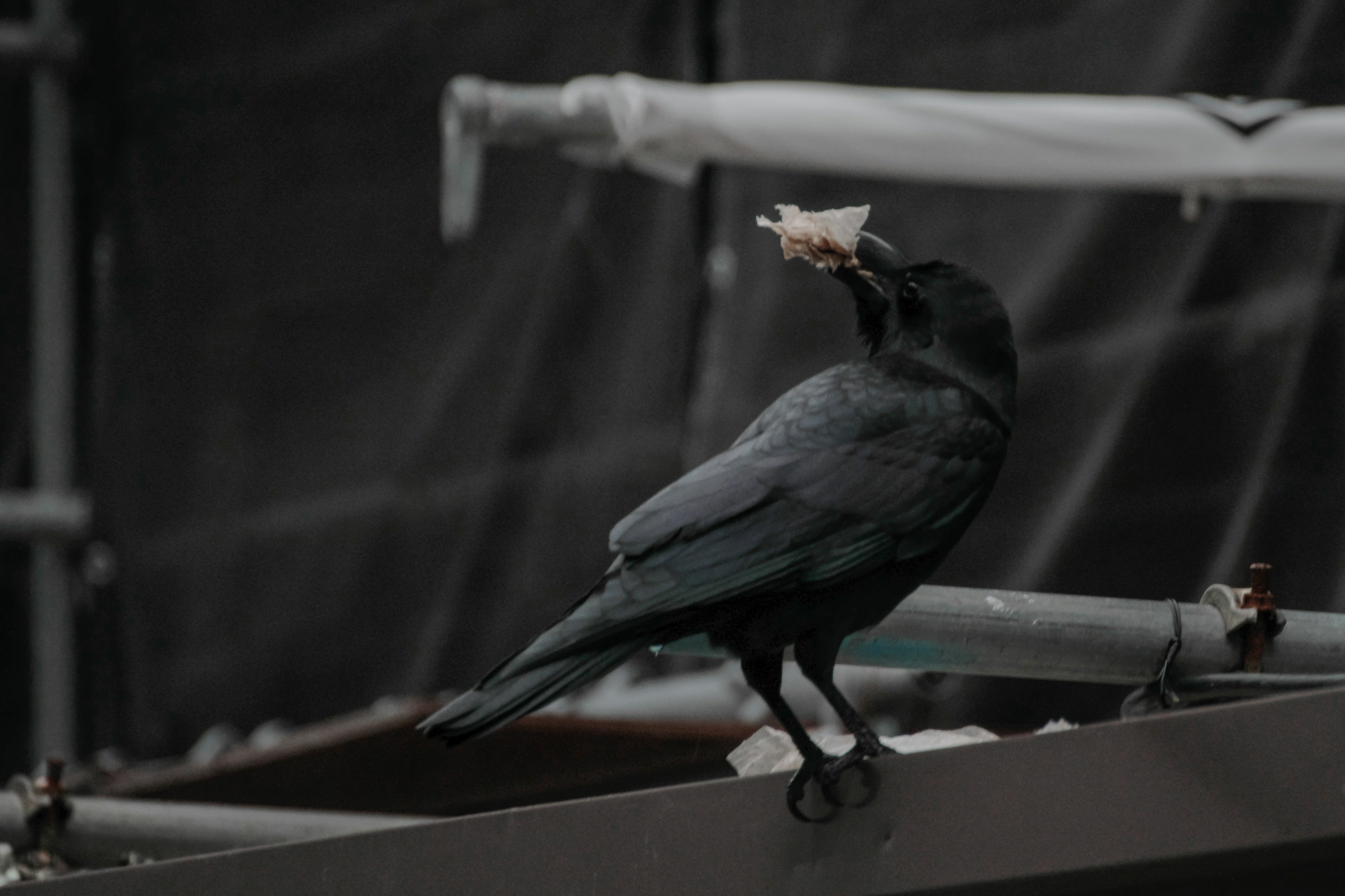 黒いカラスが食べ物をくわえている