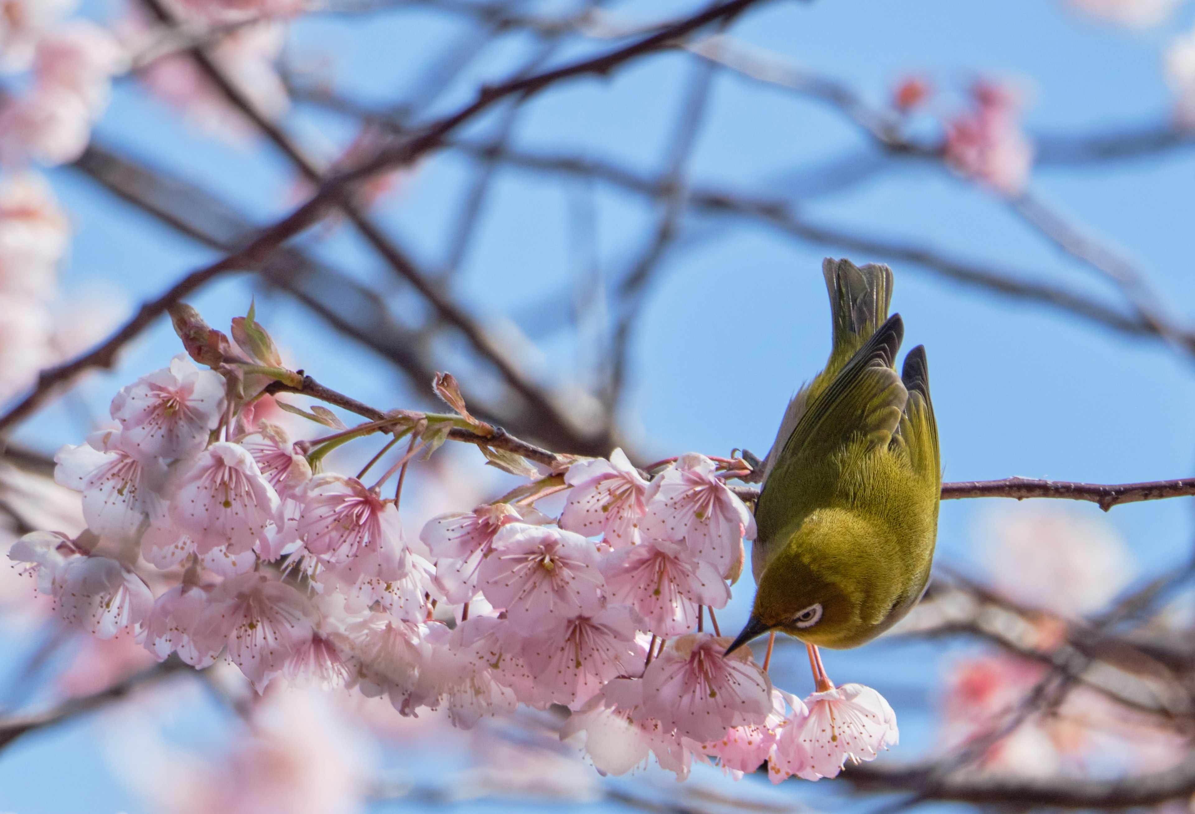 Burung hijau kecil mencabik bunga sakura di bawah langit biru