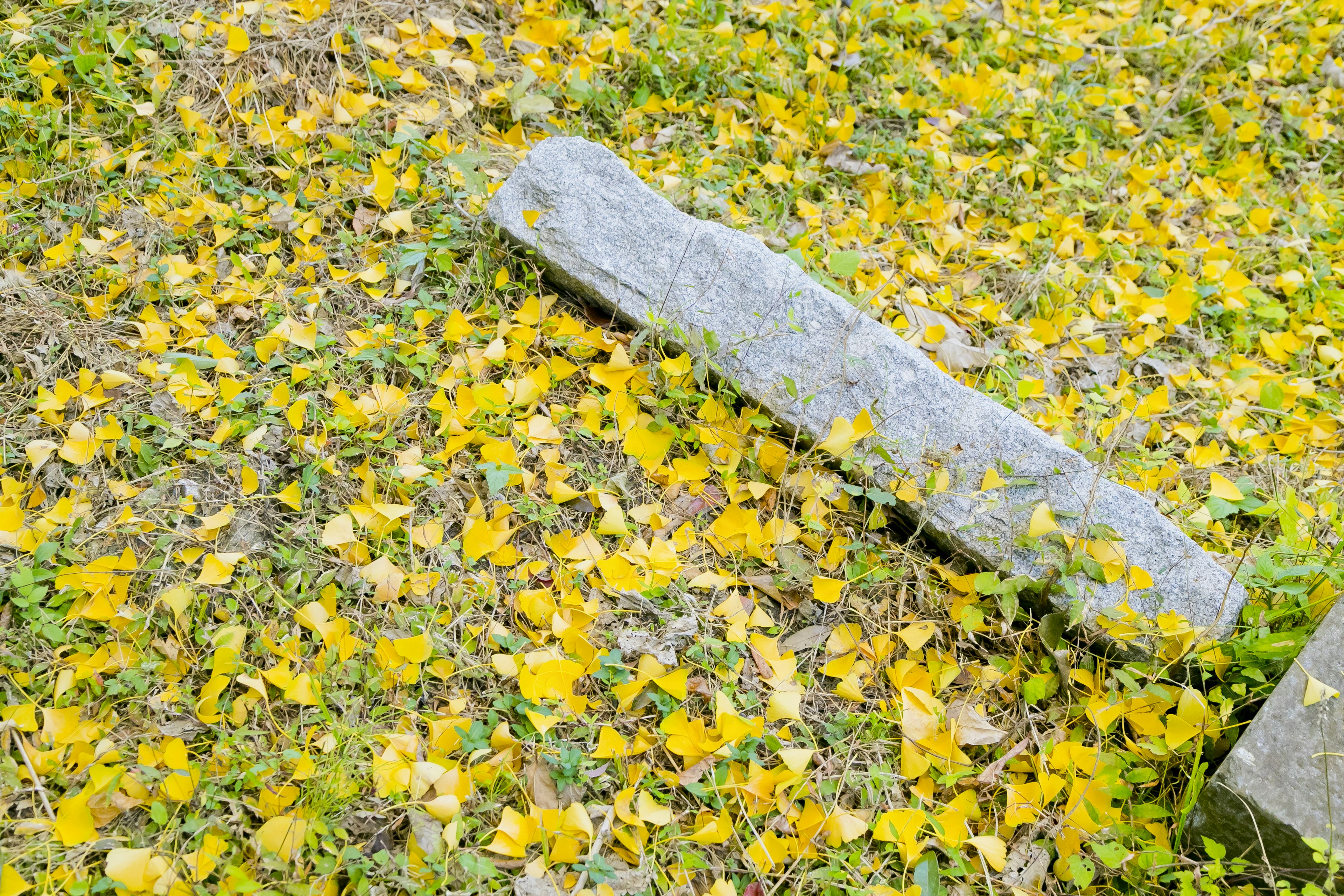 Un paesaggio con una pietra sul terreno coperto di foglie gialle