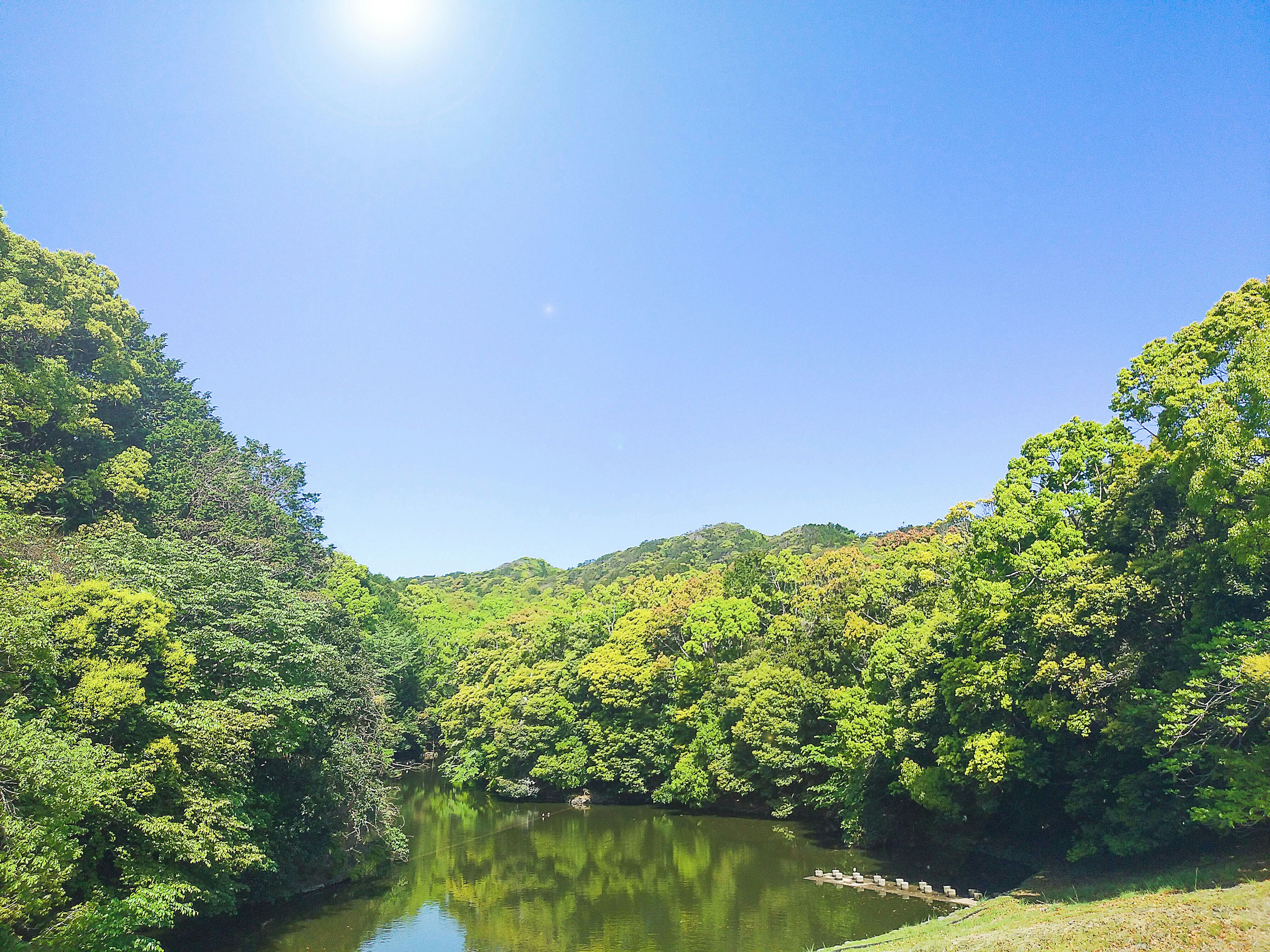 Estanque sereno rodeado de árboles verdes exuberantes bajo un cielo azul claro