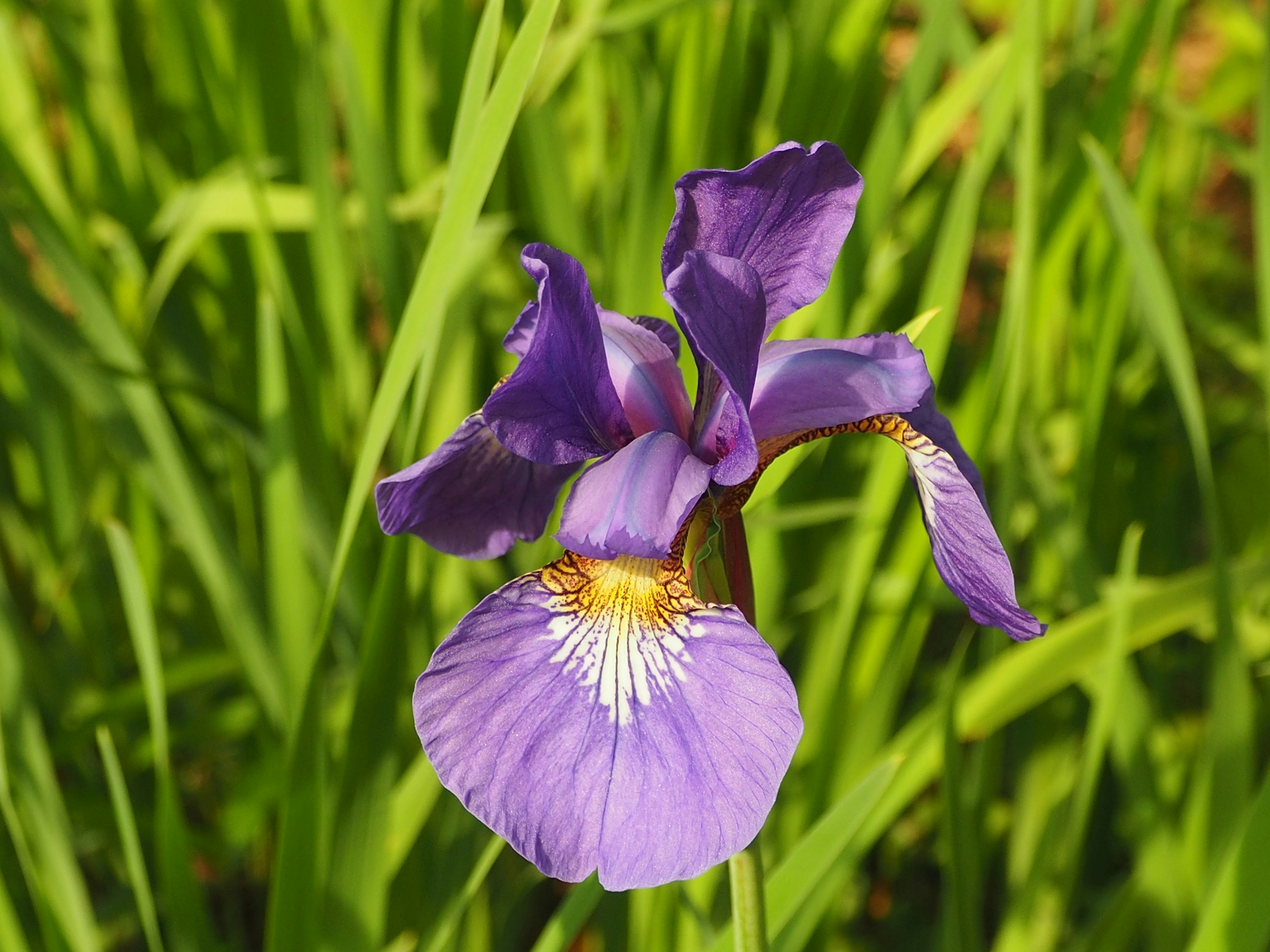 紫色の花びらを持つアイリスの花が緑の草の中で咲いている