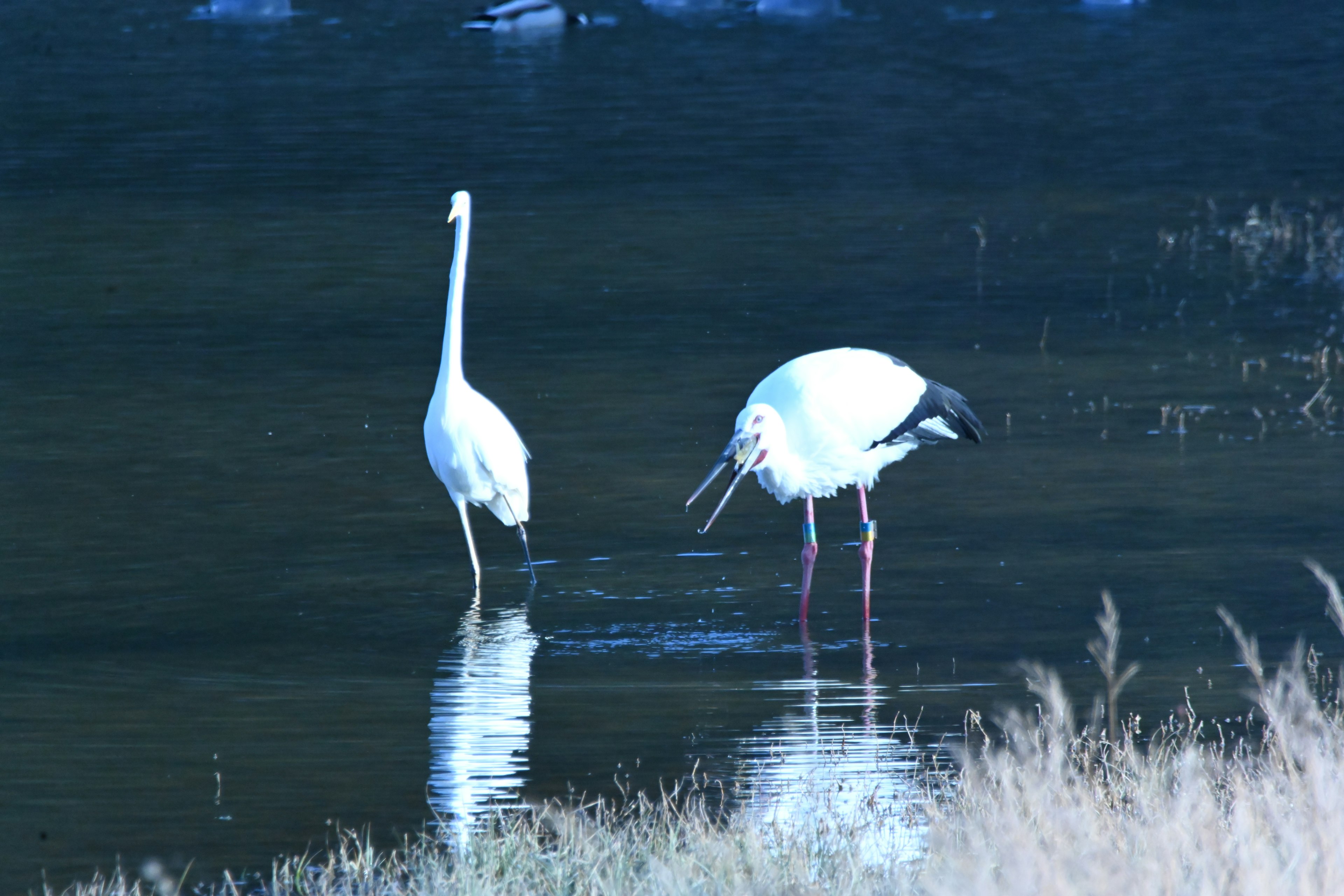 Dos aves blancas de pie junto al agua