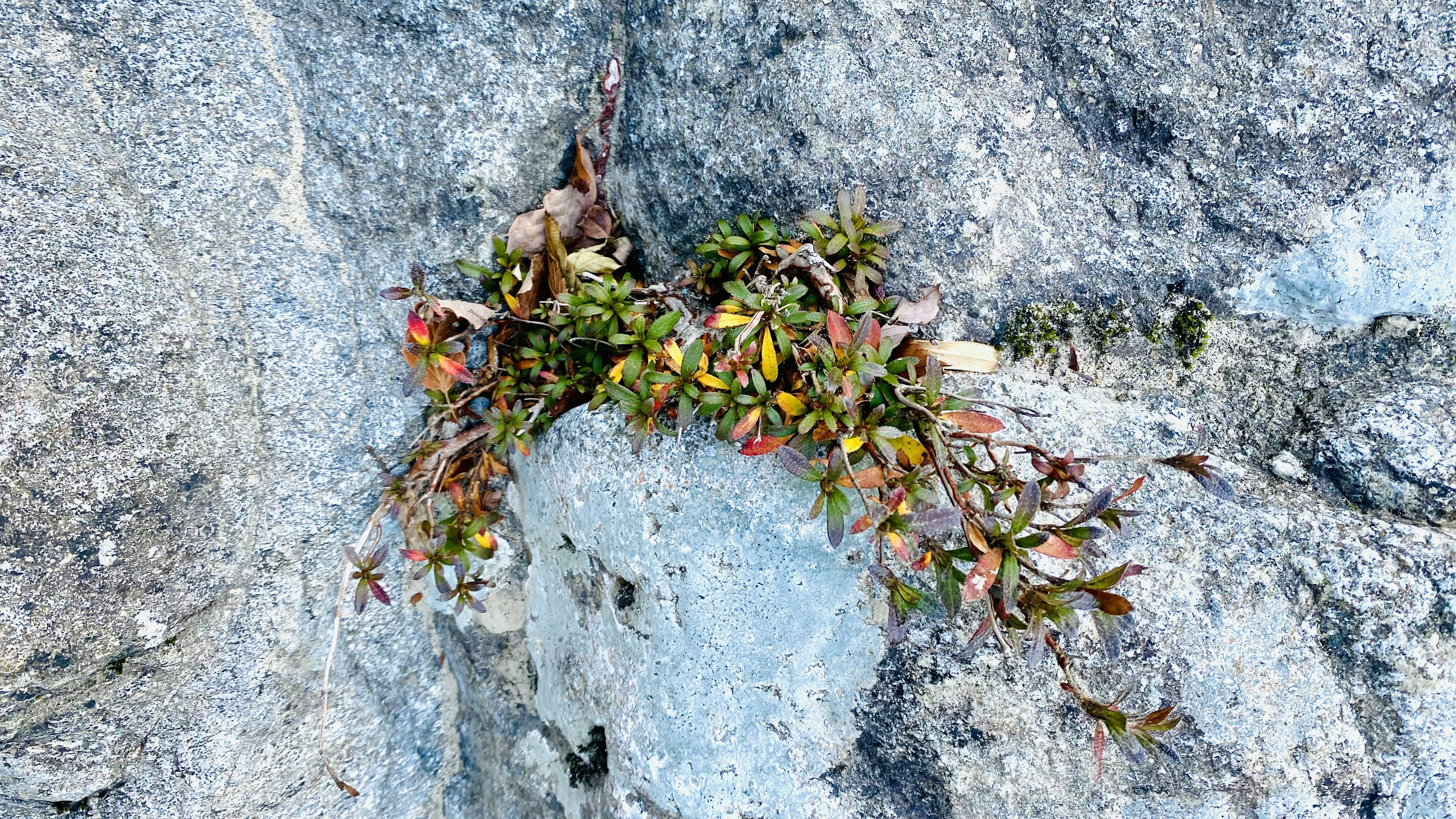 Grupo de plantas verdes y rojas creciendo en una grieta de roca