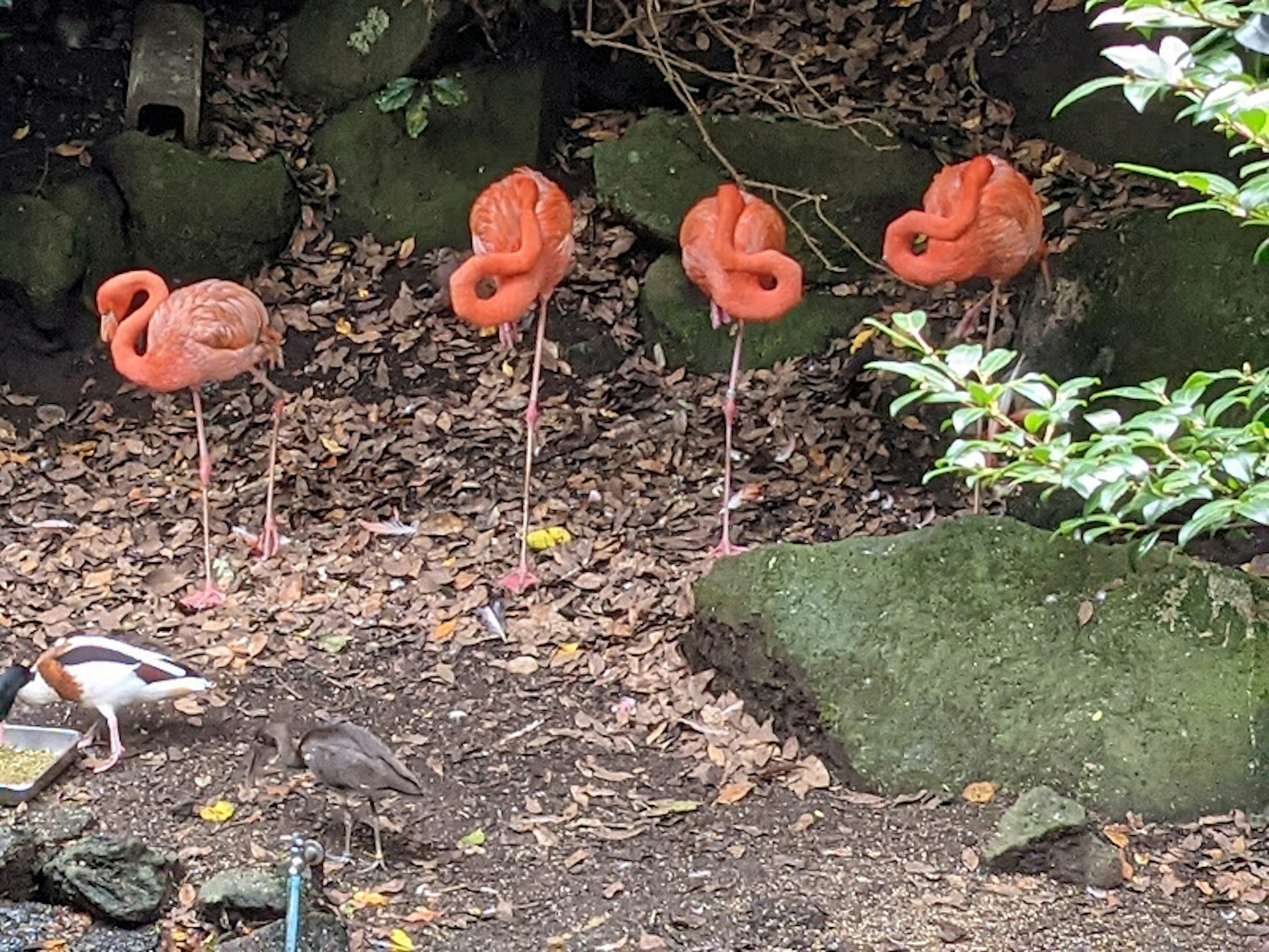 Four pink flamingos standing on slender legs with rocks and foliage in the background