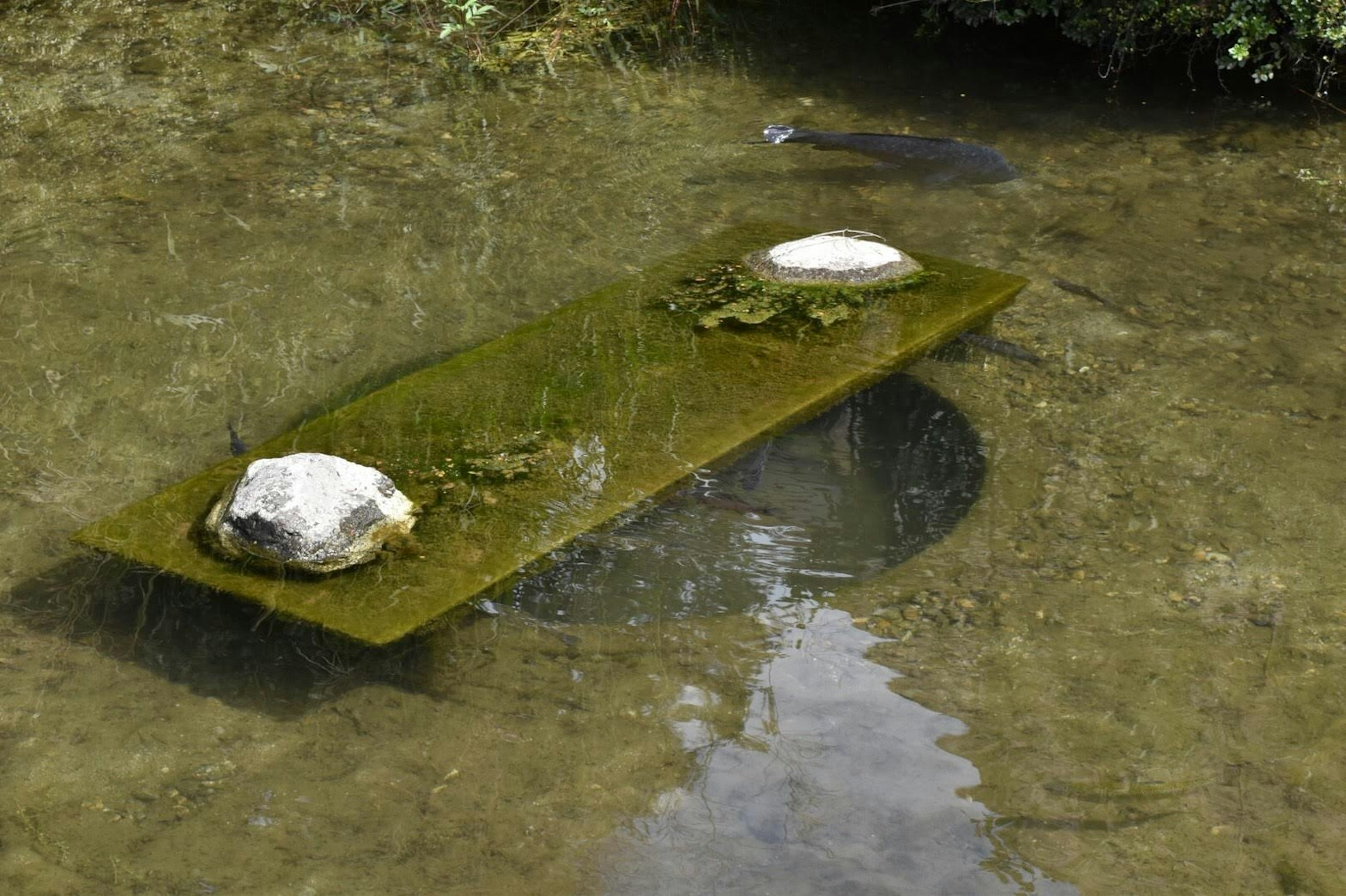 一块覆盖苔藓的绿色板子漂浮在水面上，旁边有两块石头