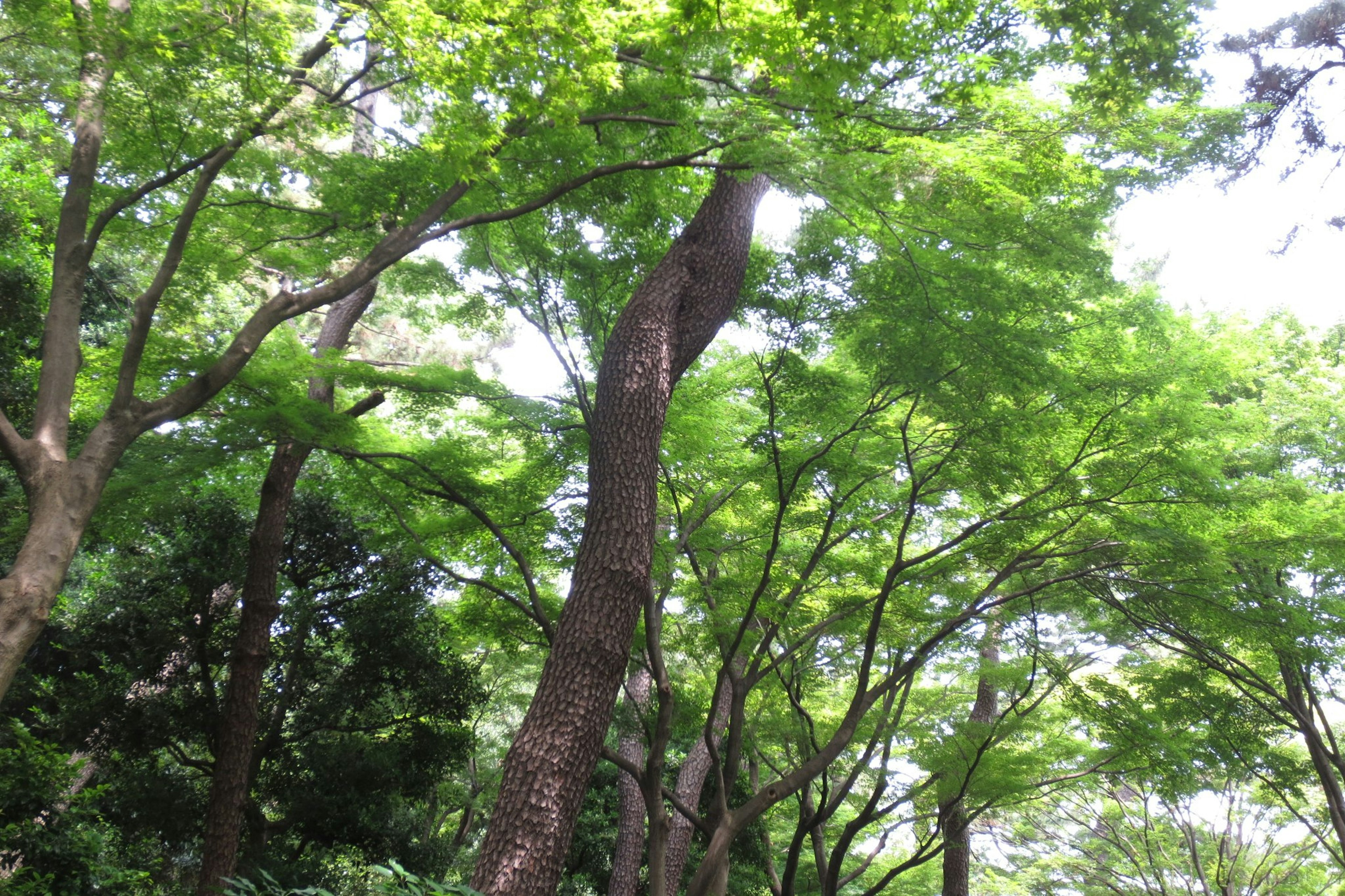 Alberi verdi lussureggianti in un ambiente parco sereno