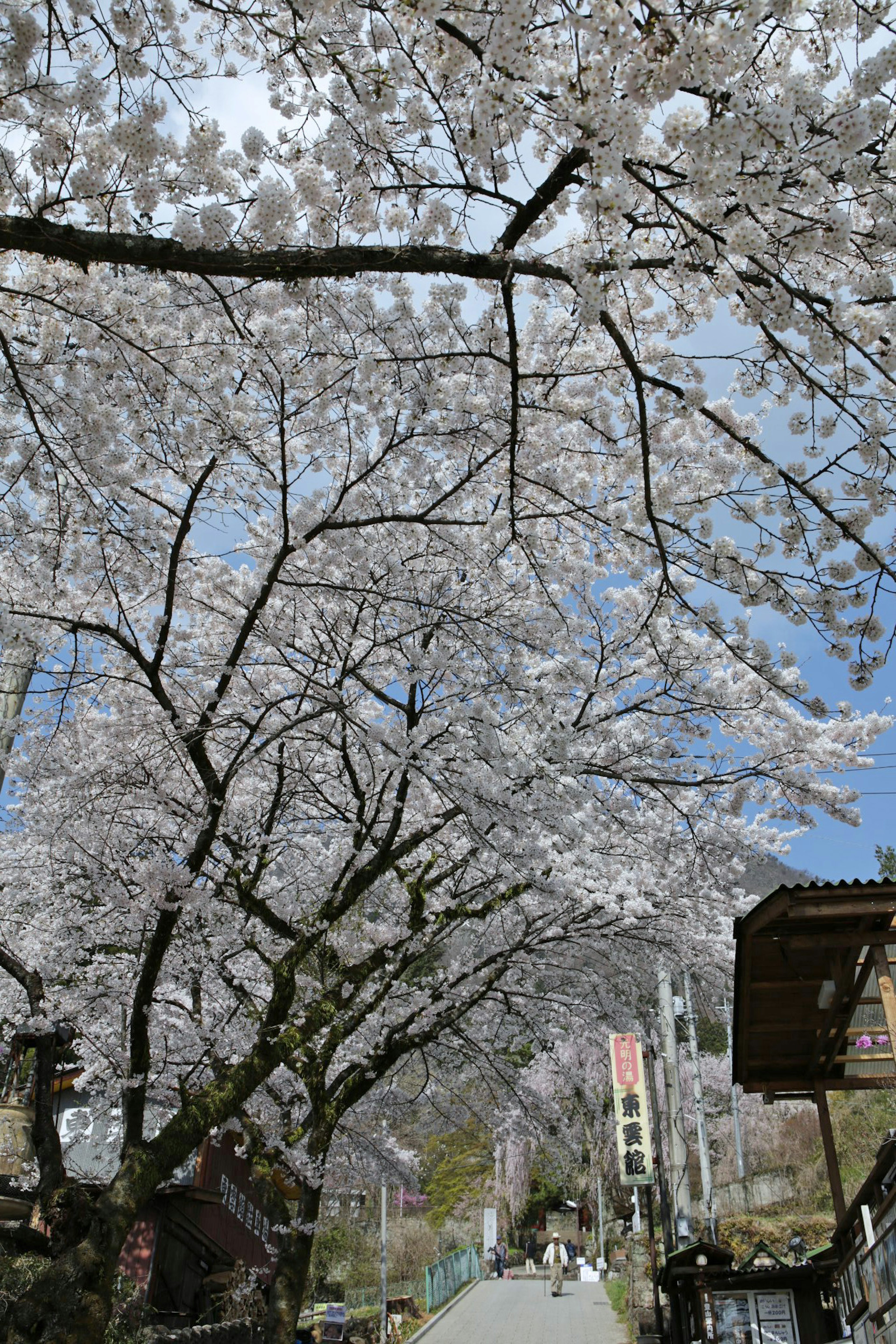 Alberi di ciliegio in fiore lungo un sentiero sotto un cielo blu