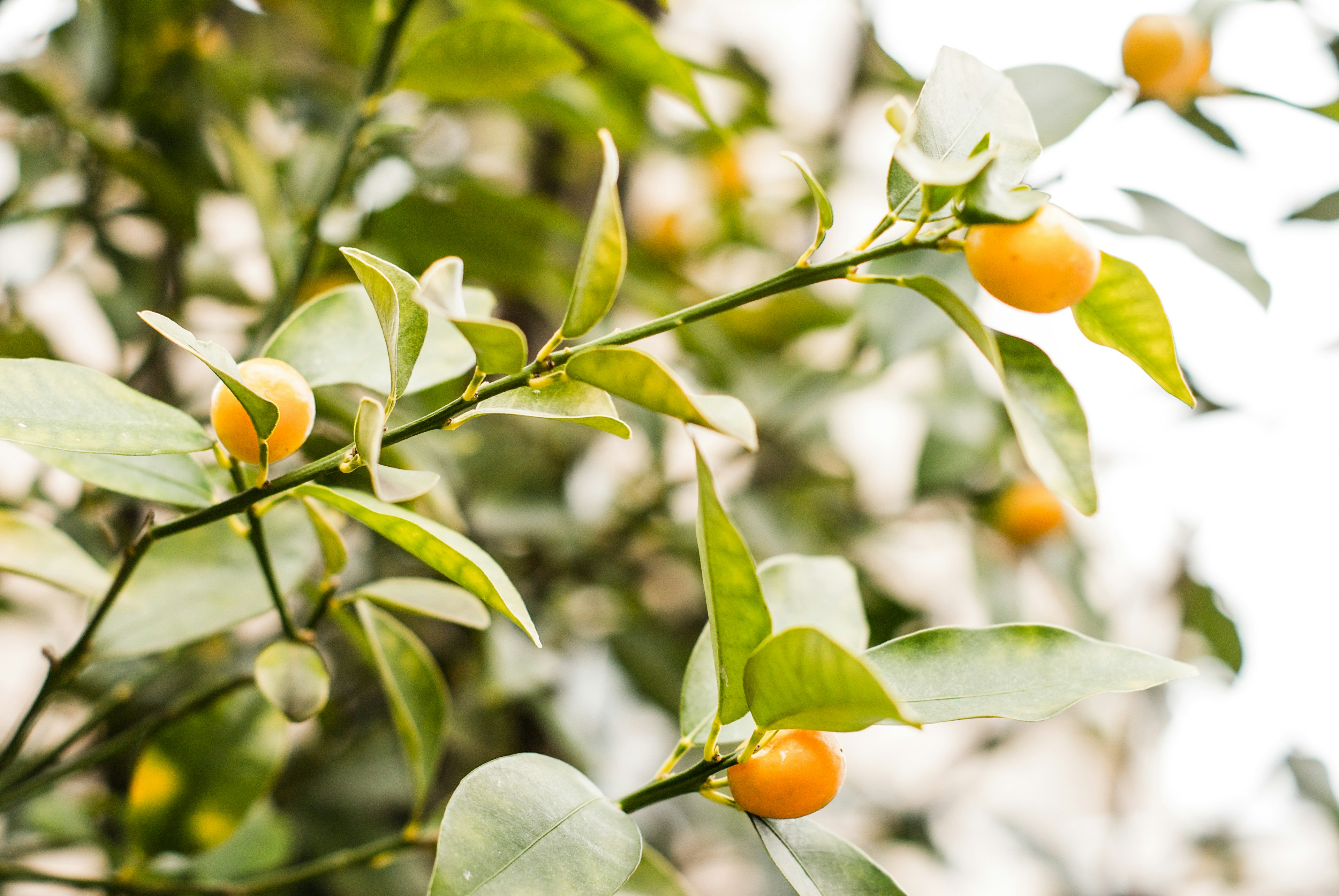 Ein Zweig mit kleinen orangefarbenen Früchten und grünen Blättern