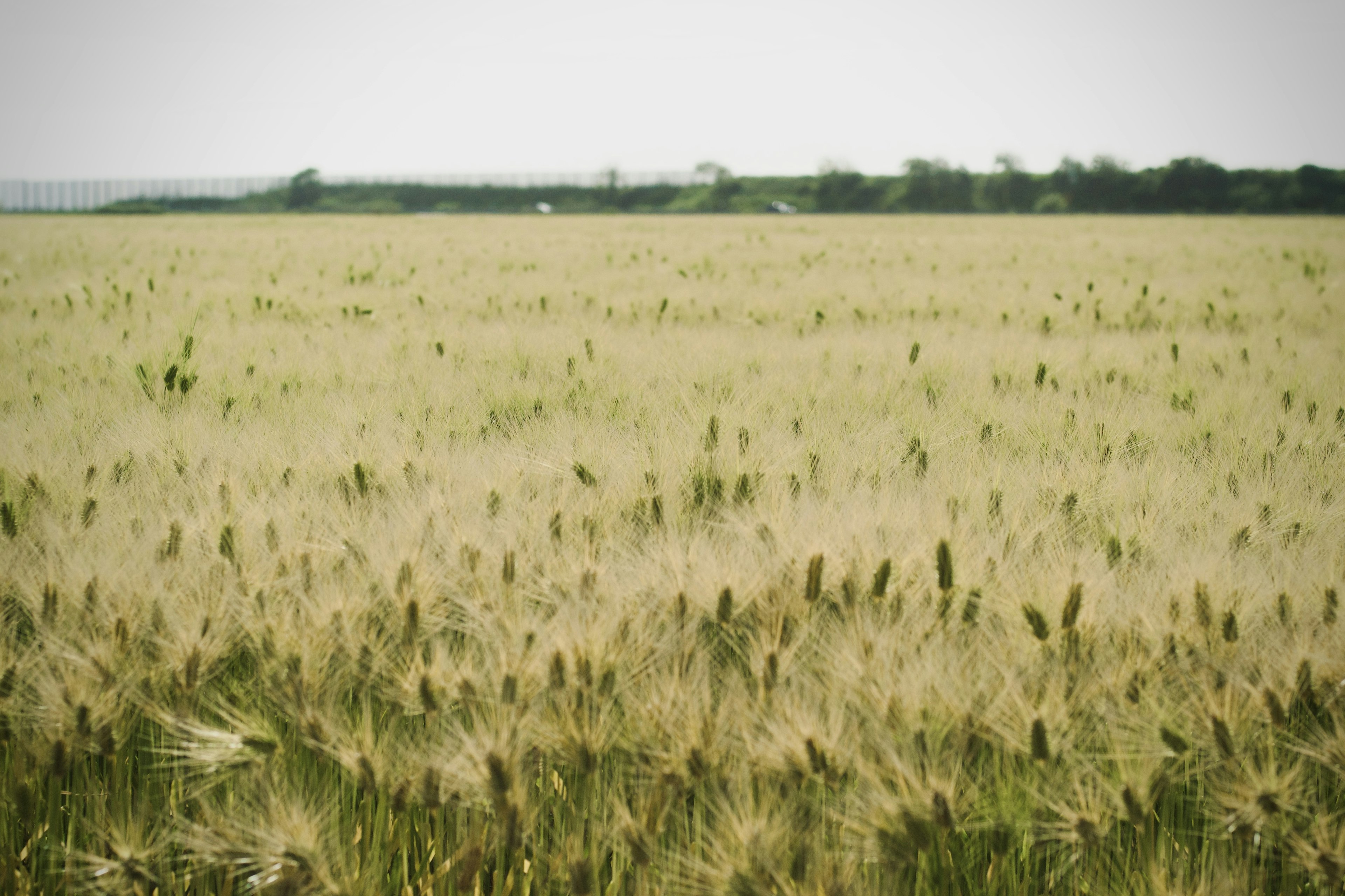 Expansive wheat field landscape with a calm sky