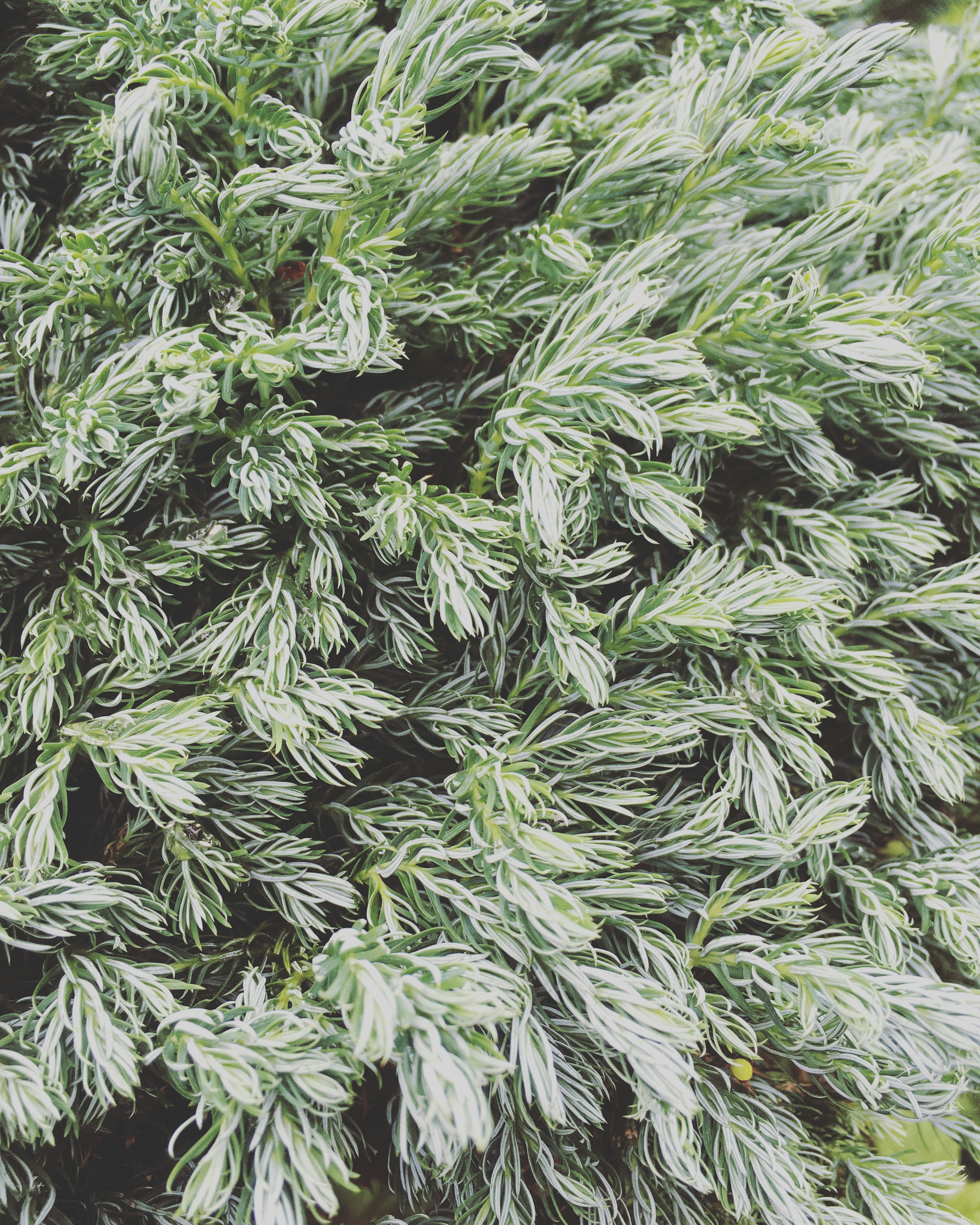 Close-up image of a green foliage plant