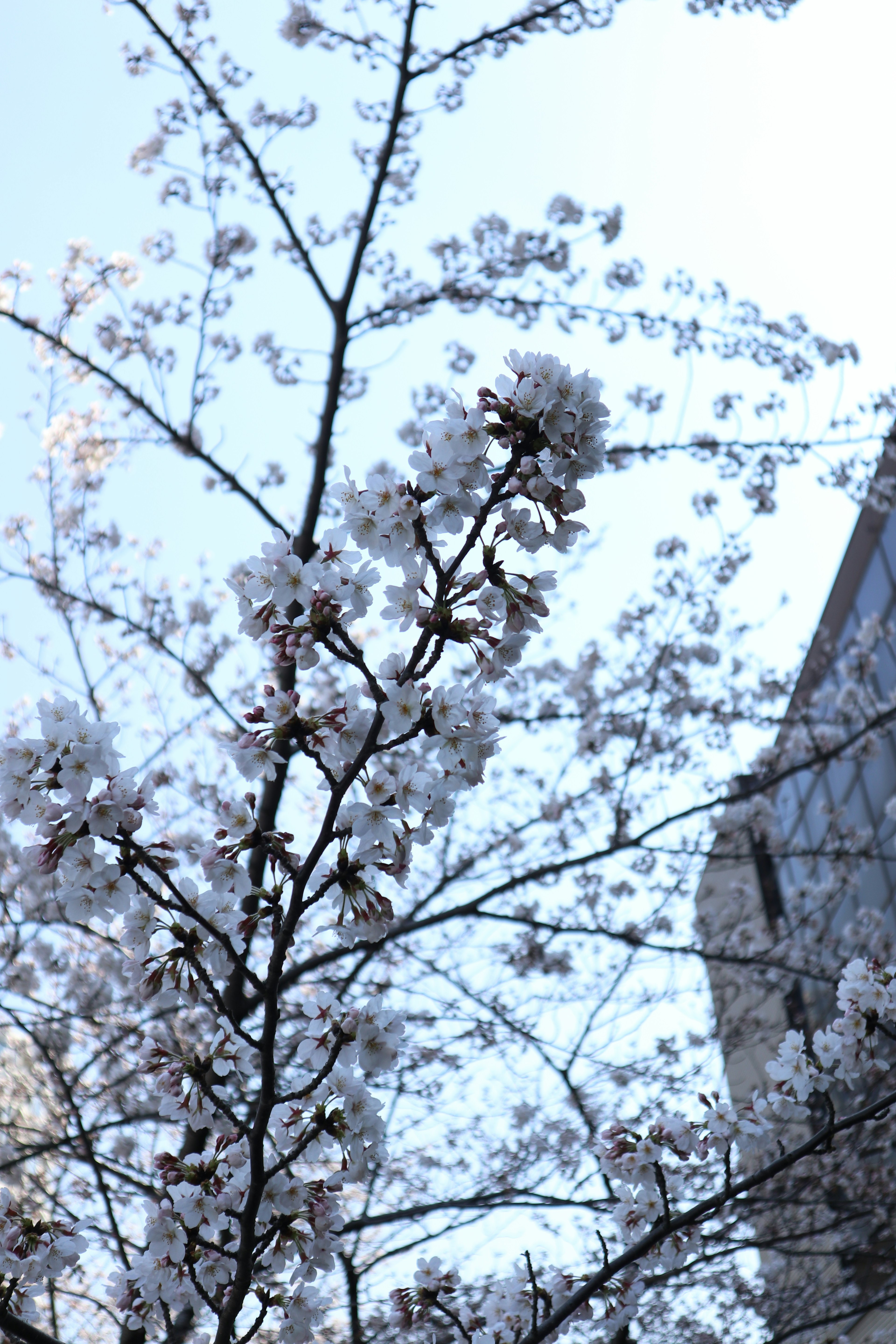 Rami di ciliegio in fiore con fiori bianchi contro un cielo blu