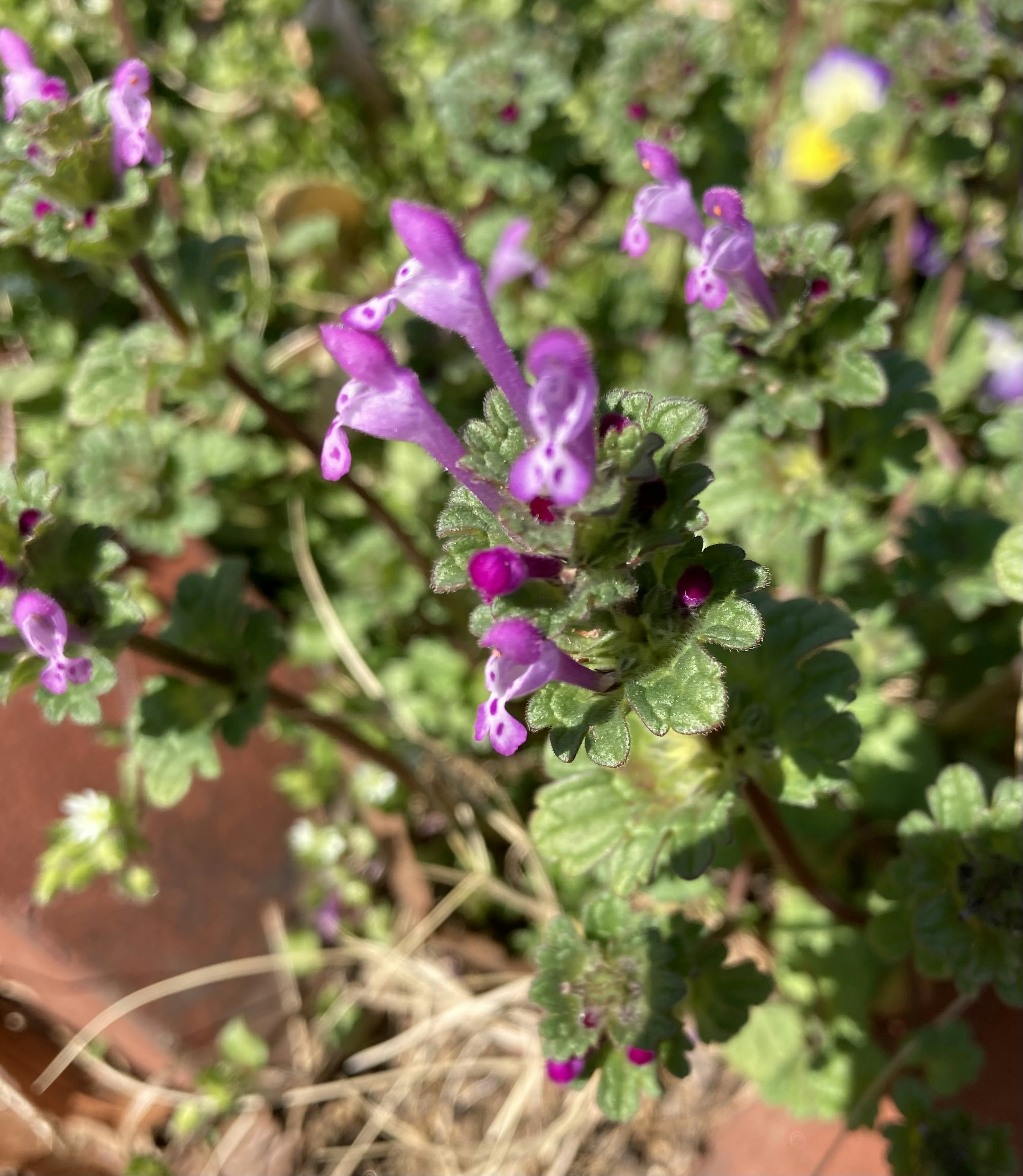 小さな紫色の花が咲いている緑の葉の植物