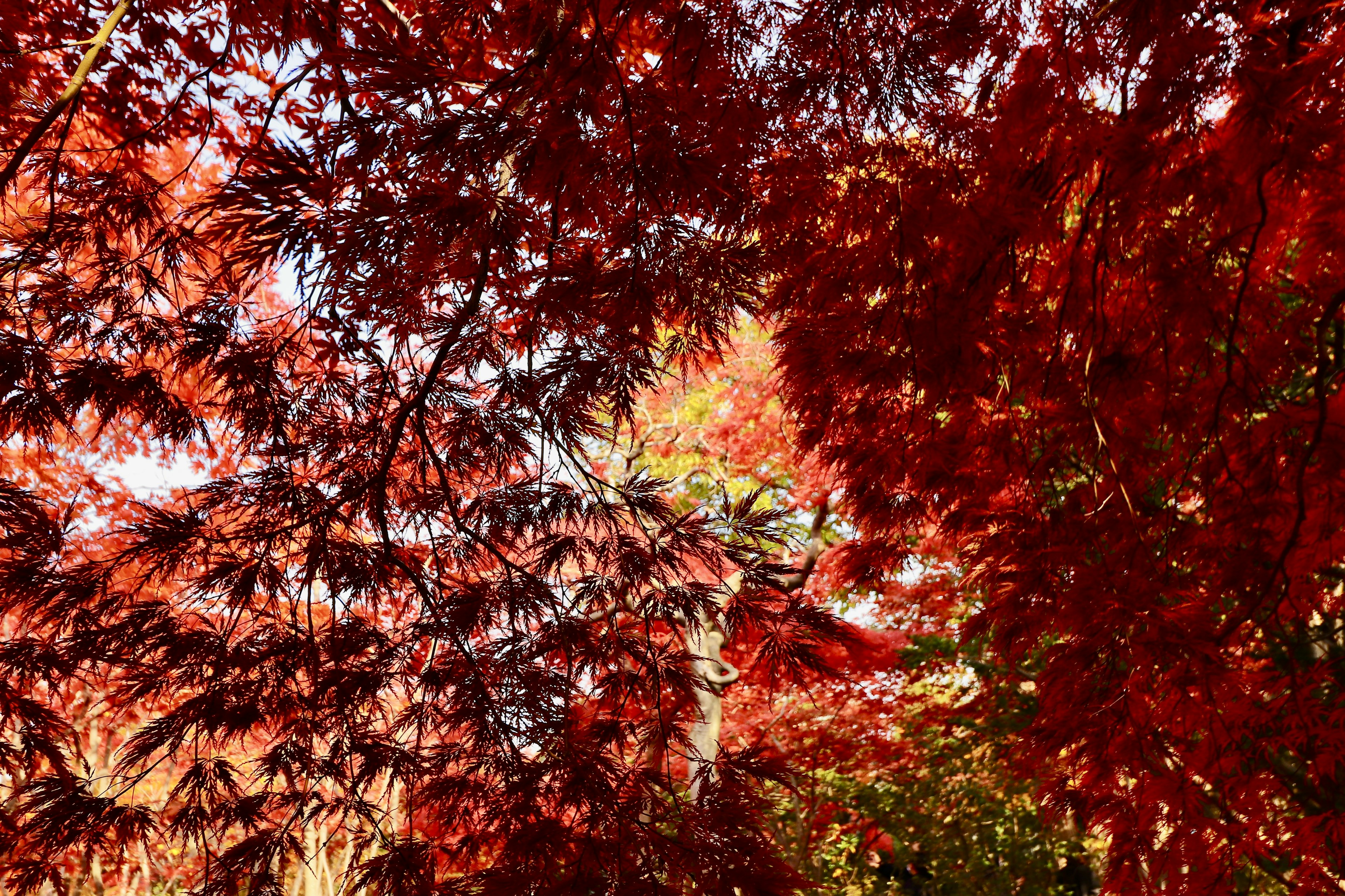 紅葉に覆われた木々の間から見える明るい空