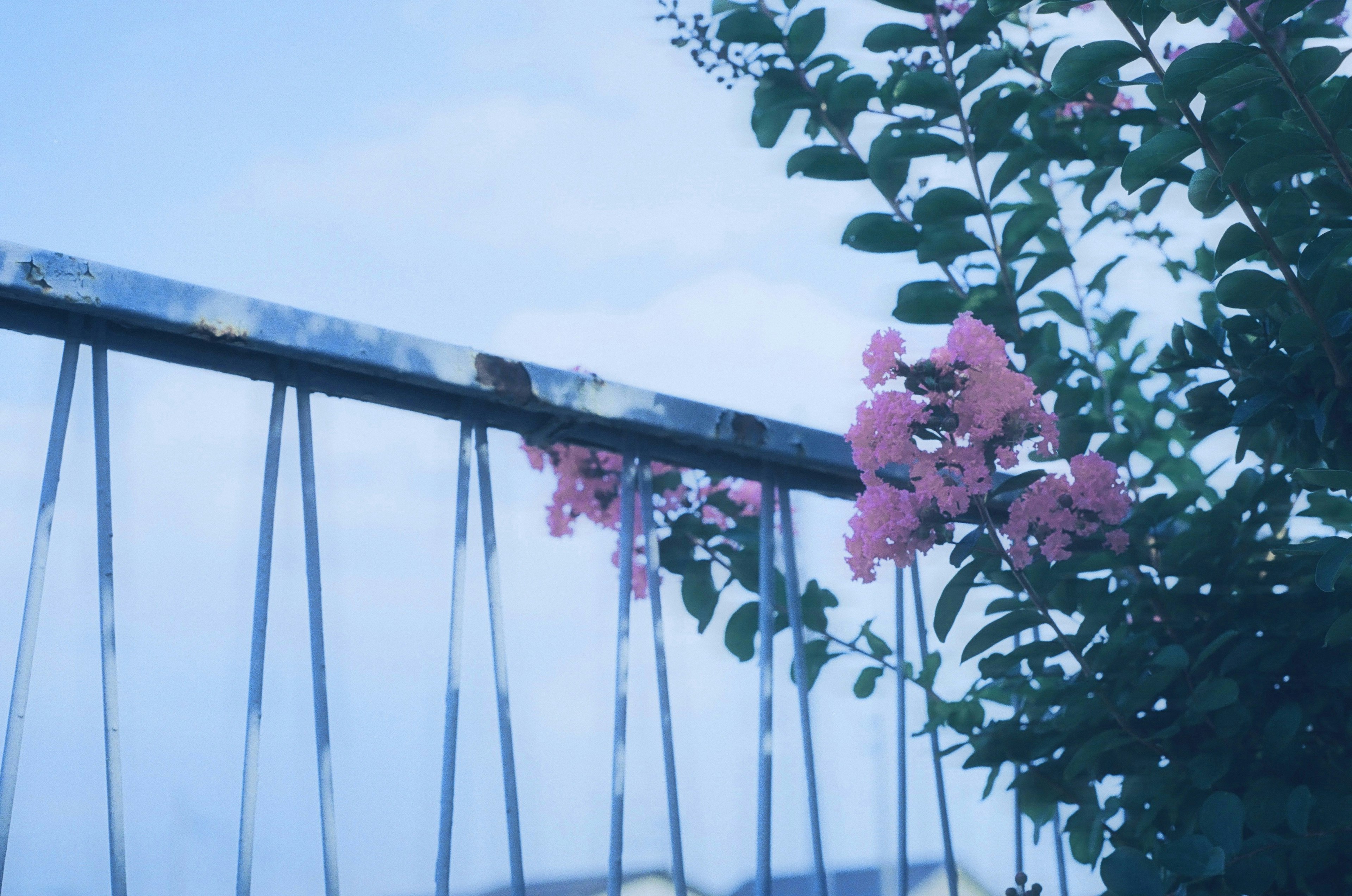 青い空の下に咲くピンクの花と古い金属のフェンス