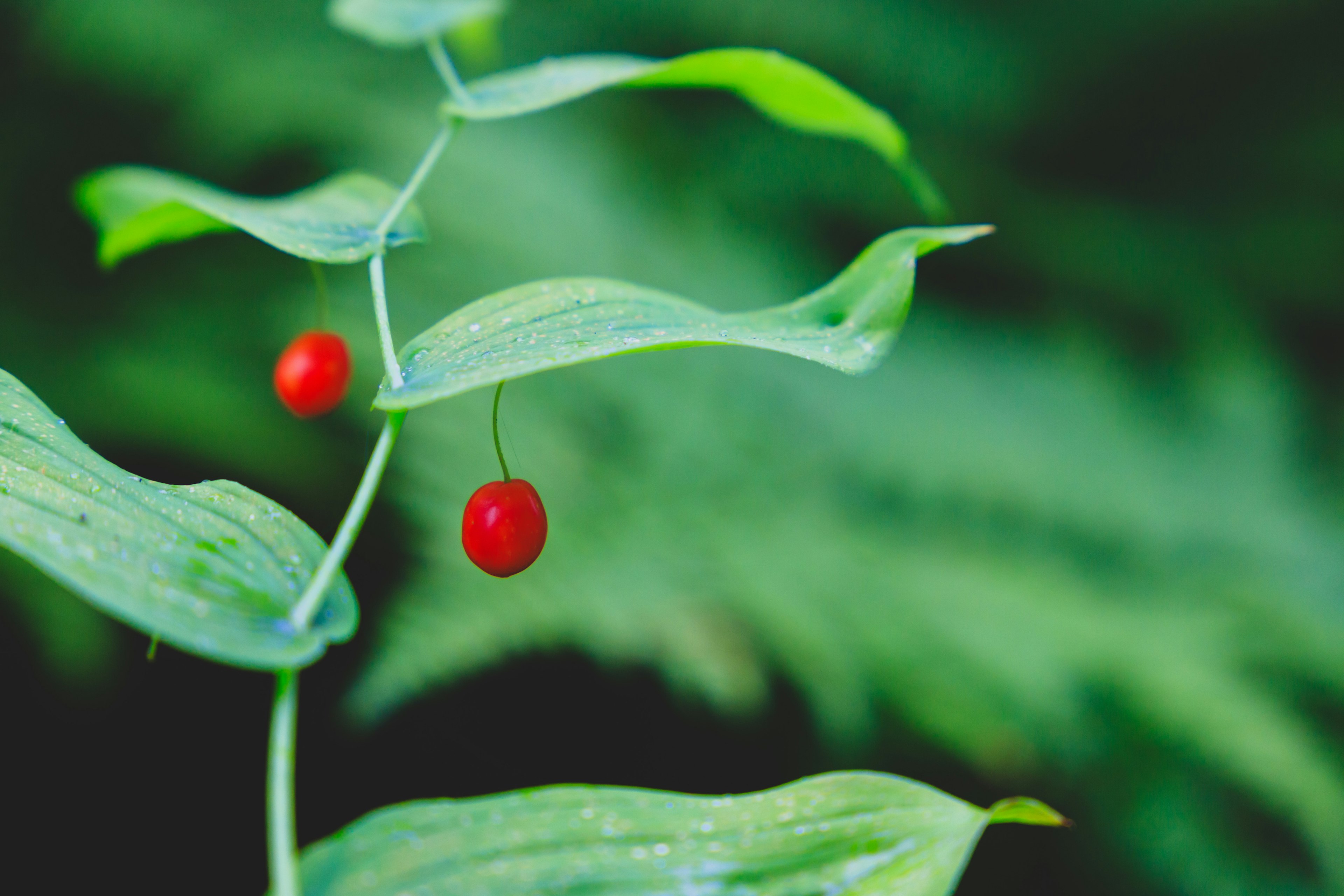 緑の背景に赤い実をつけた植物のクローズアップ