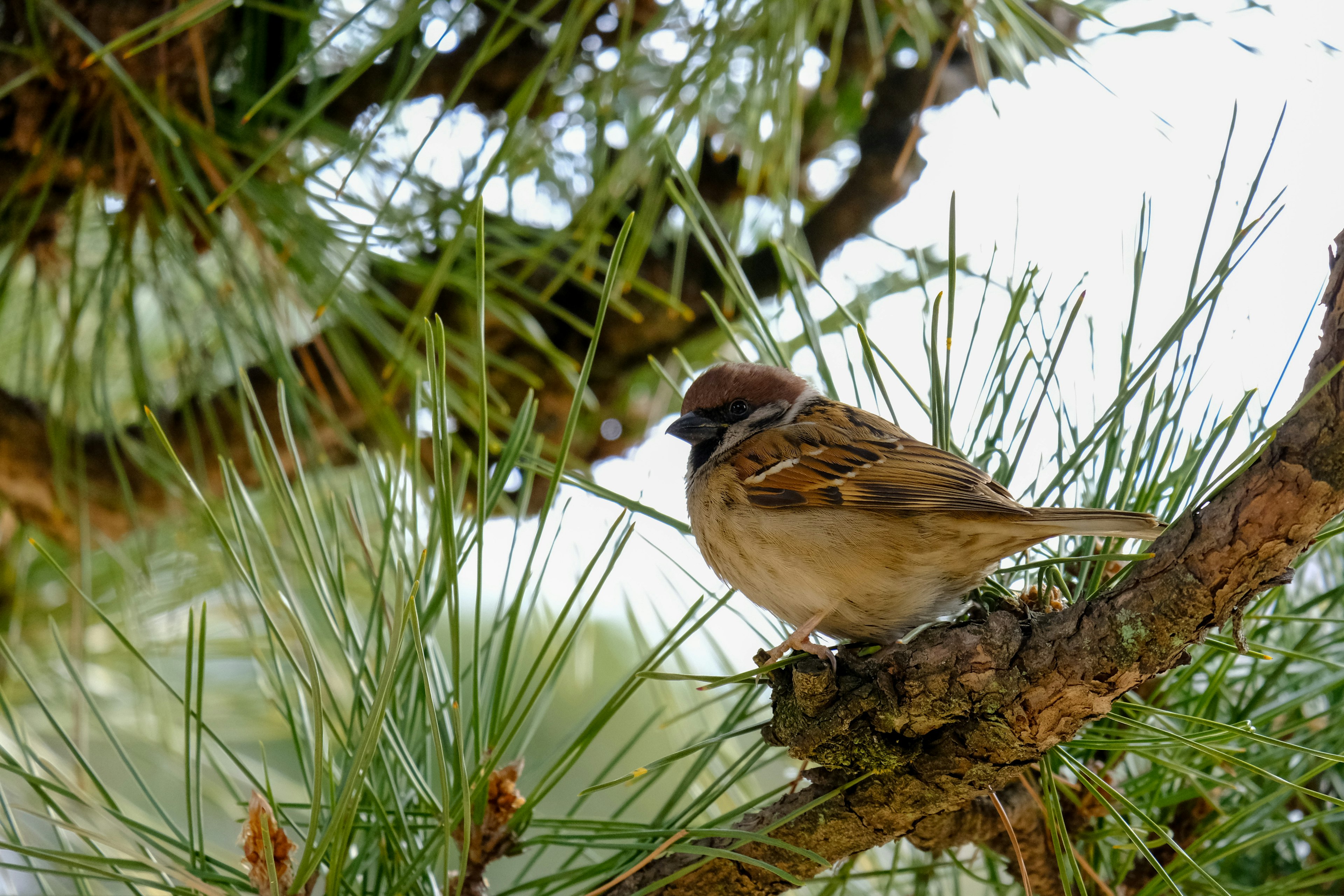 A small bird perched on a pine tree branch