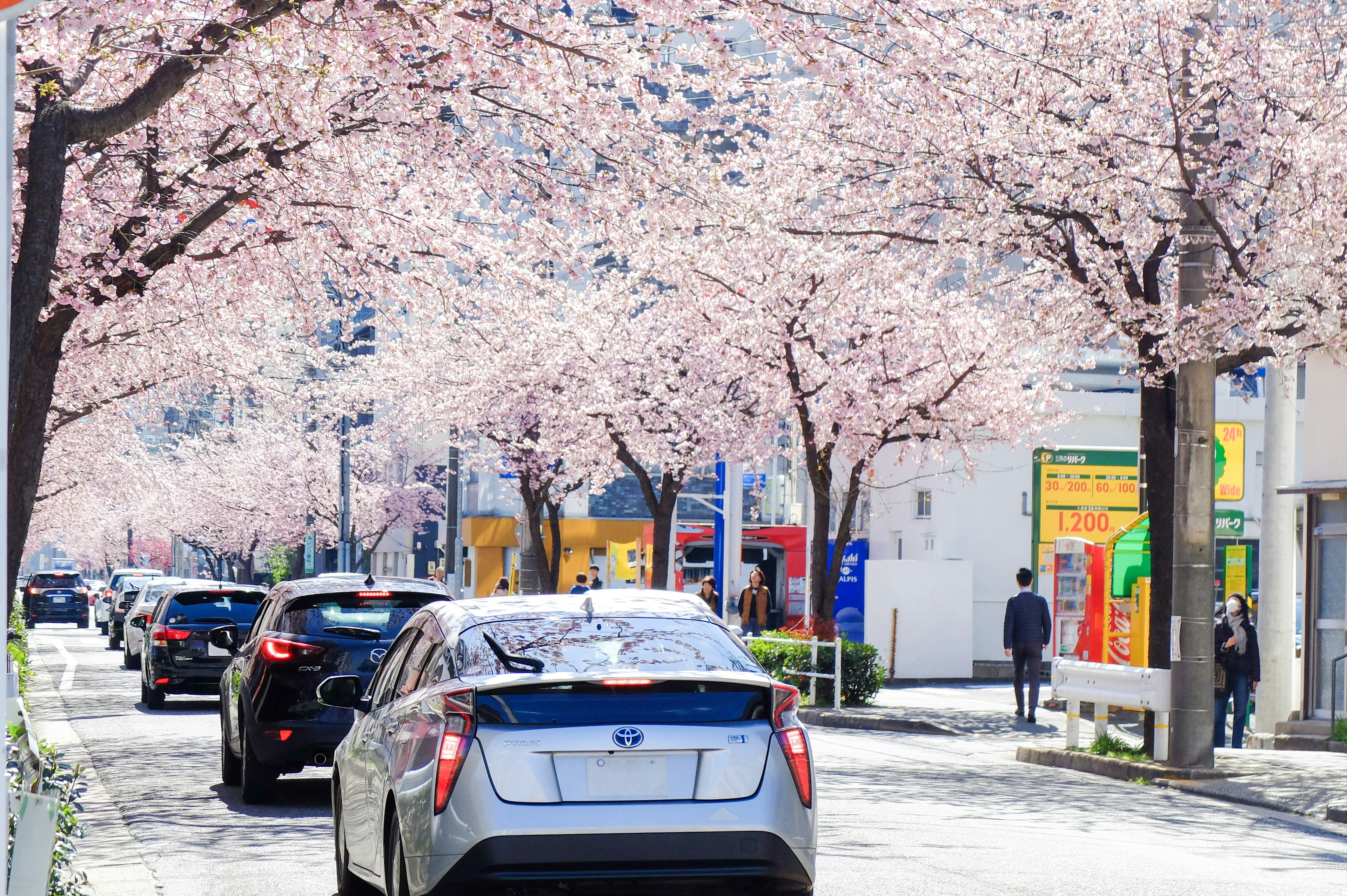 桜の木が並ぶ街並みと車の通り