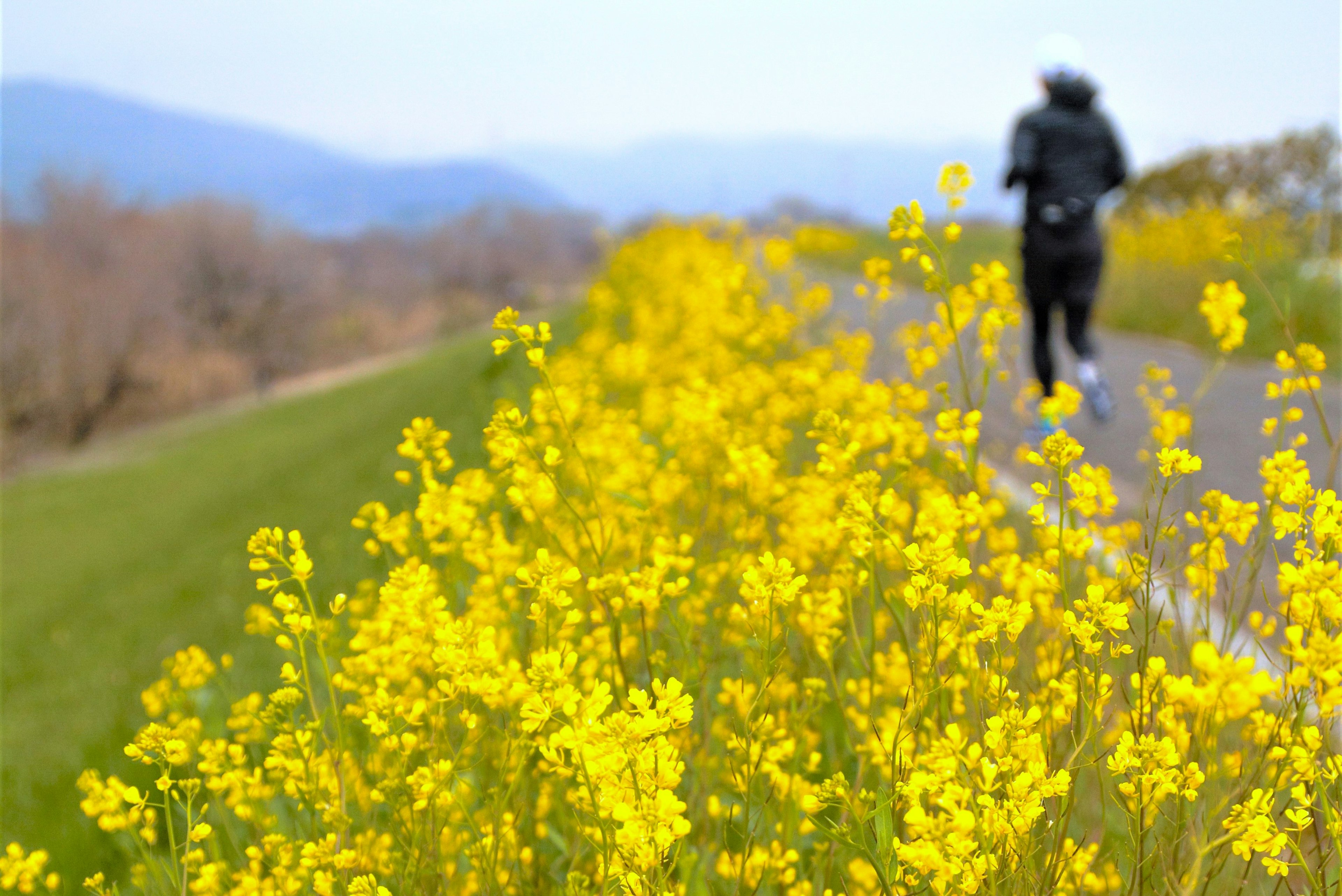 Una persona caminando por un camino bordeado de flores amarillas