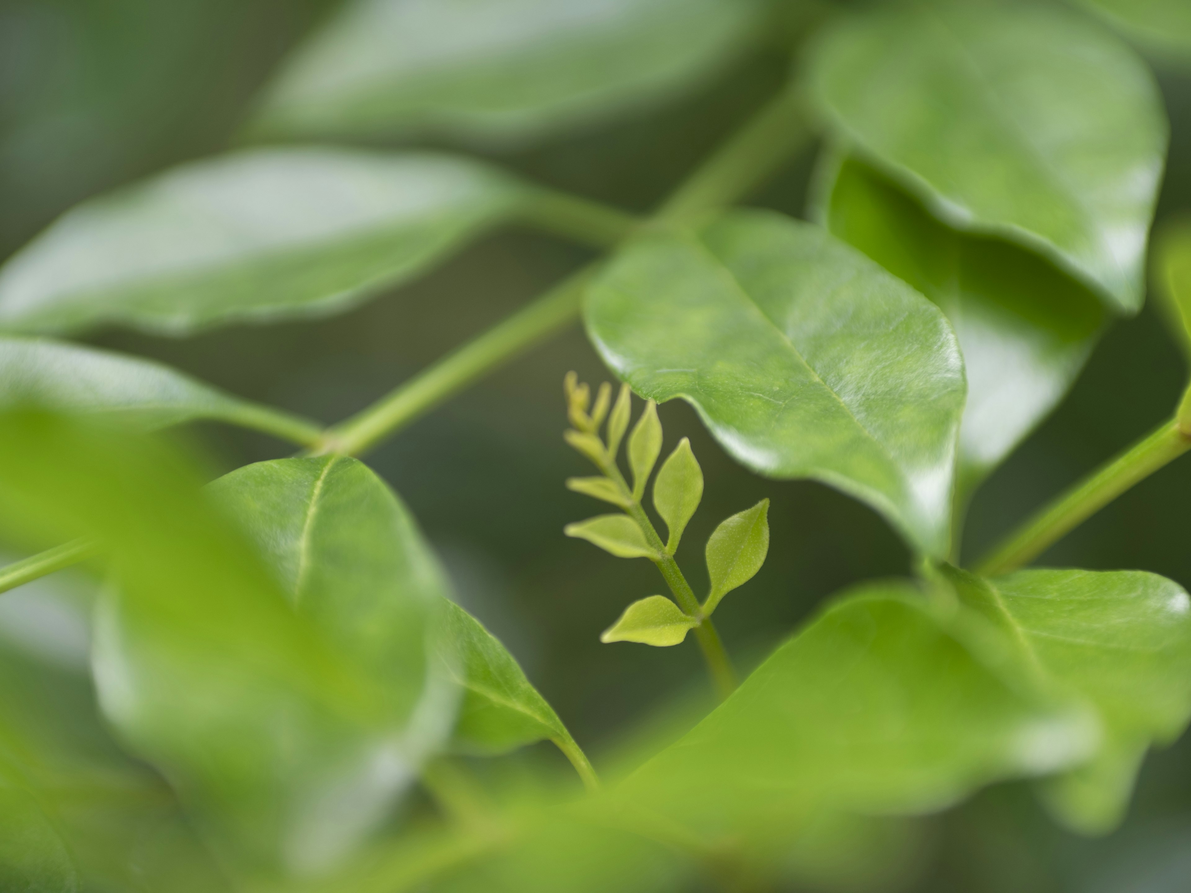 Close-up of green leaves with a small new sprout visible among them