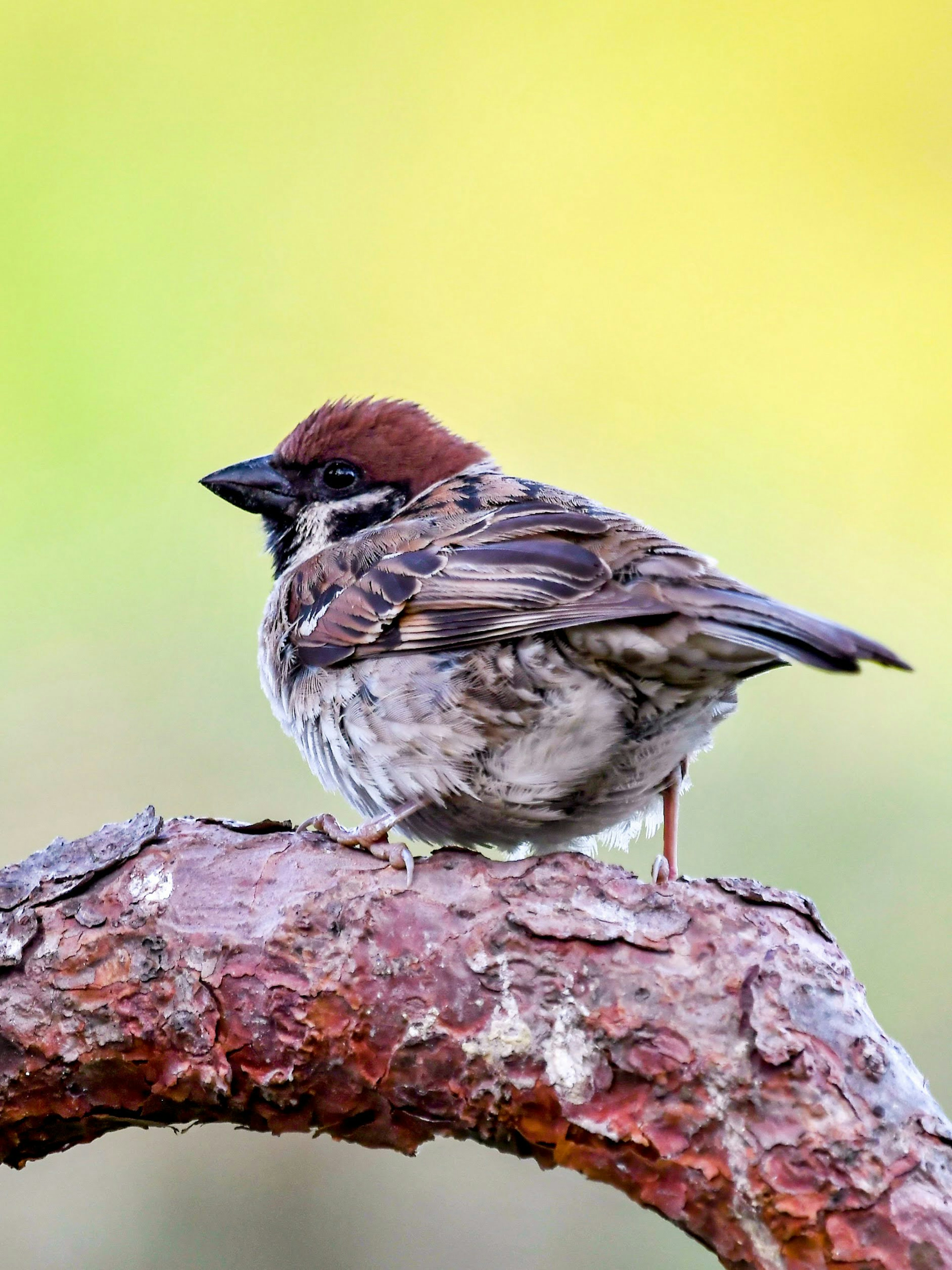 Un petit oiseau perché sur une branche avec des plumes brunes et une tête noire