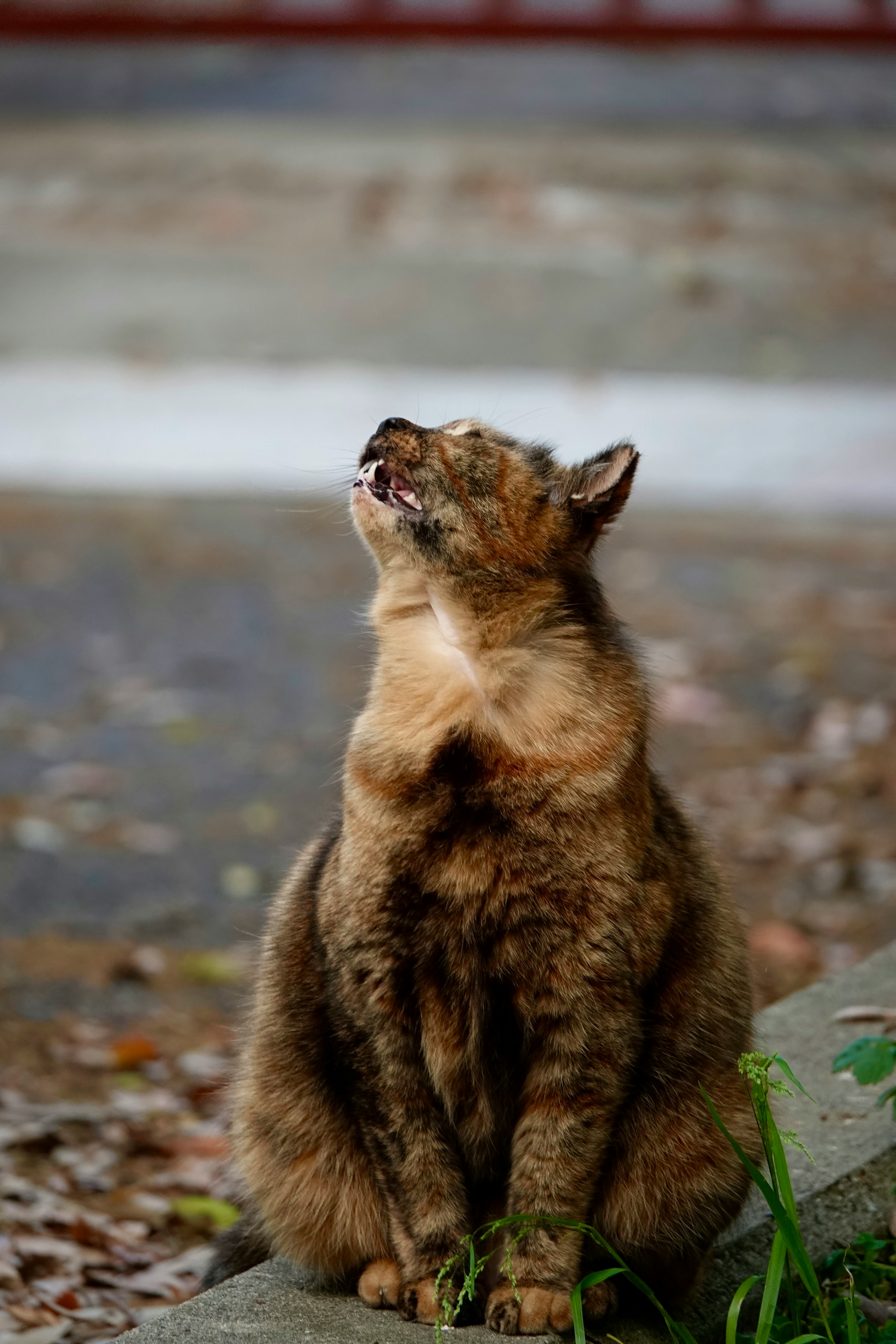 Eine braune Katze, die auf dem Boden sitzt und nach oben schaut