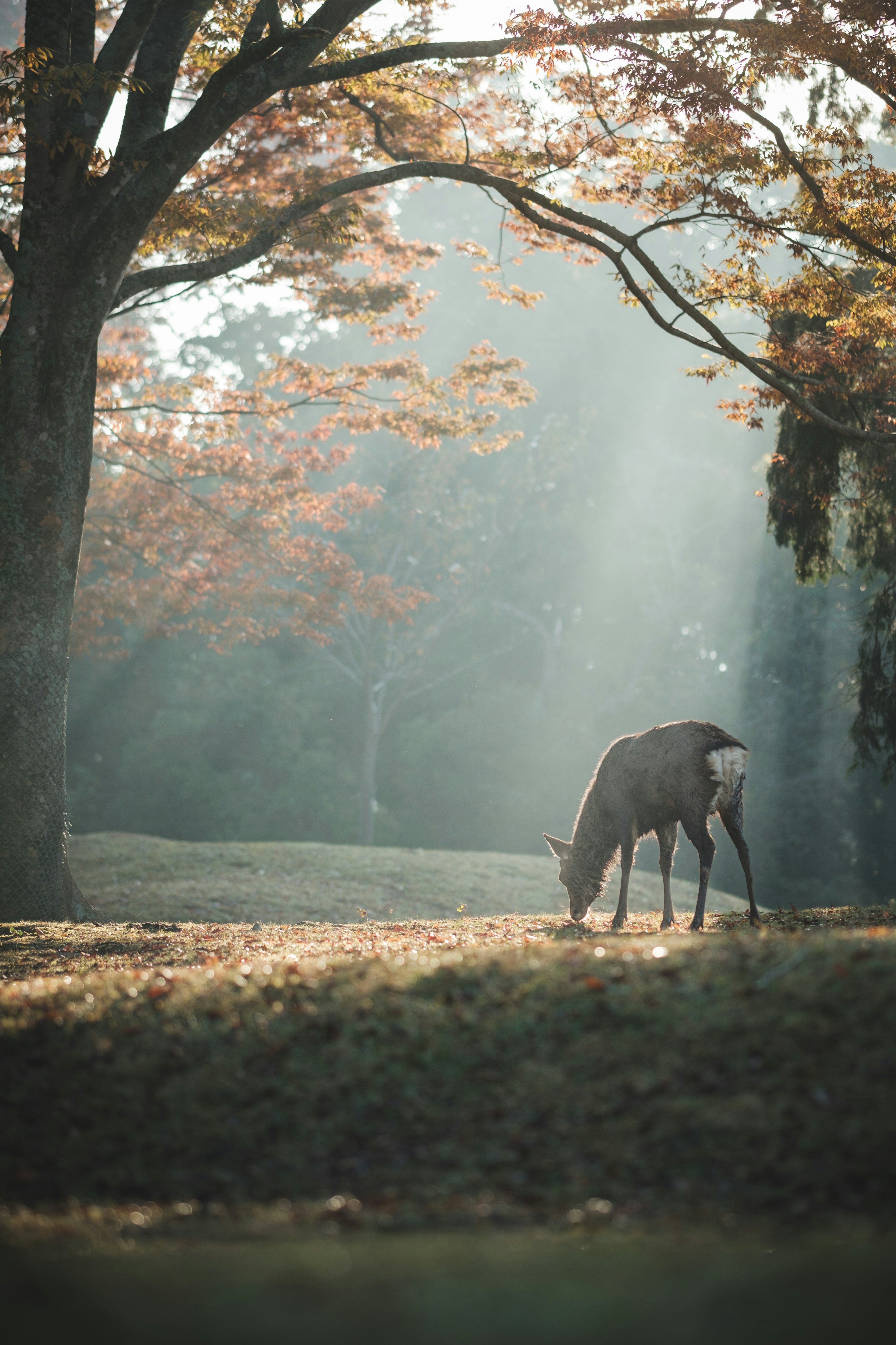 Deer grazing in autumn light with colorful trees