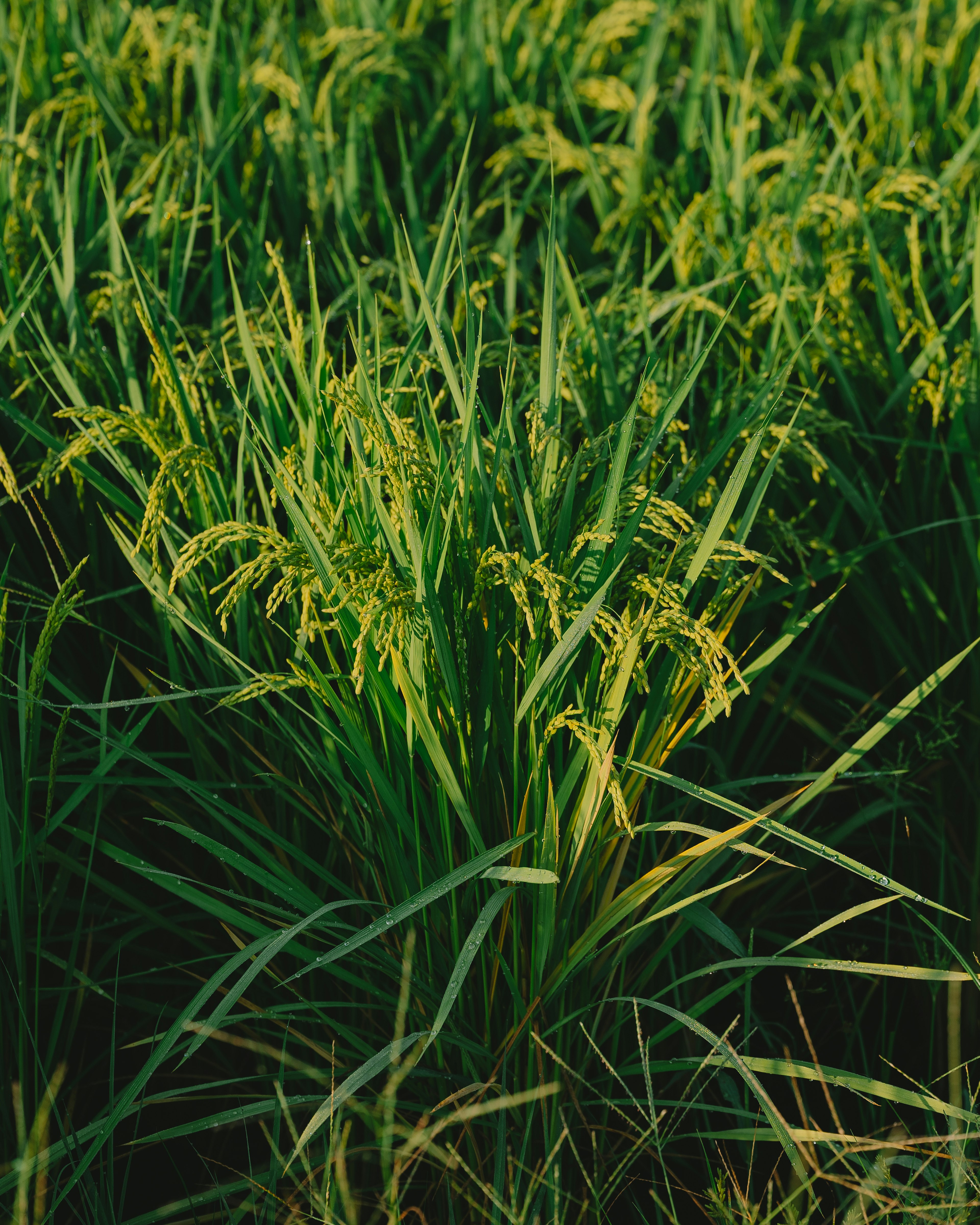 Tanaman padi hijau subur di ladang