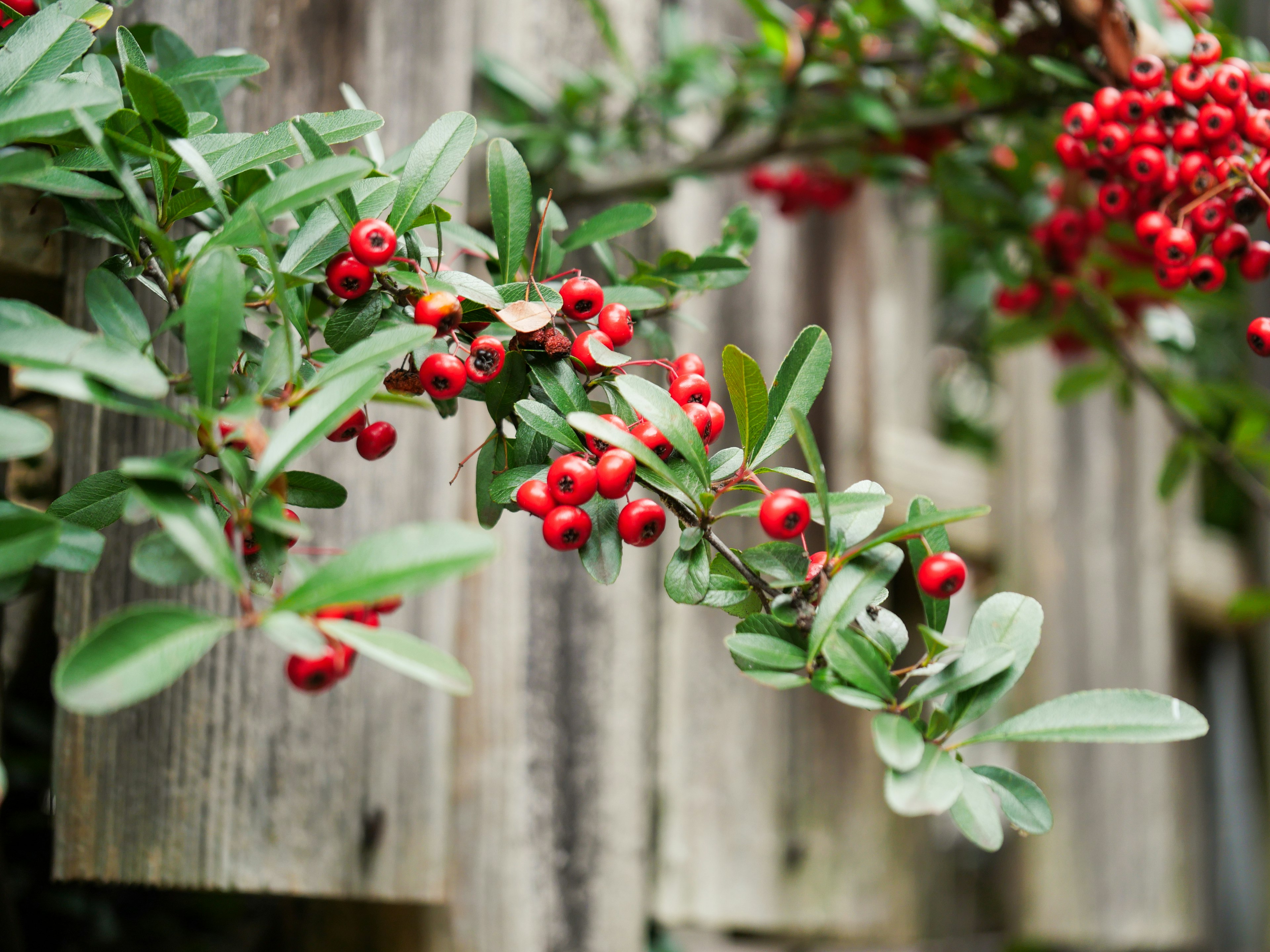 A branch with red berries and green leaves extending along a wooden fence