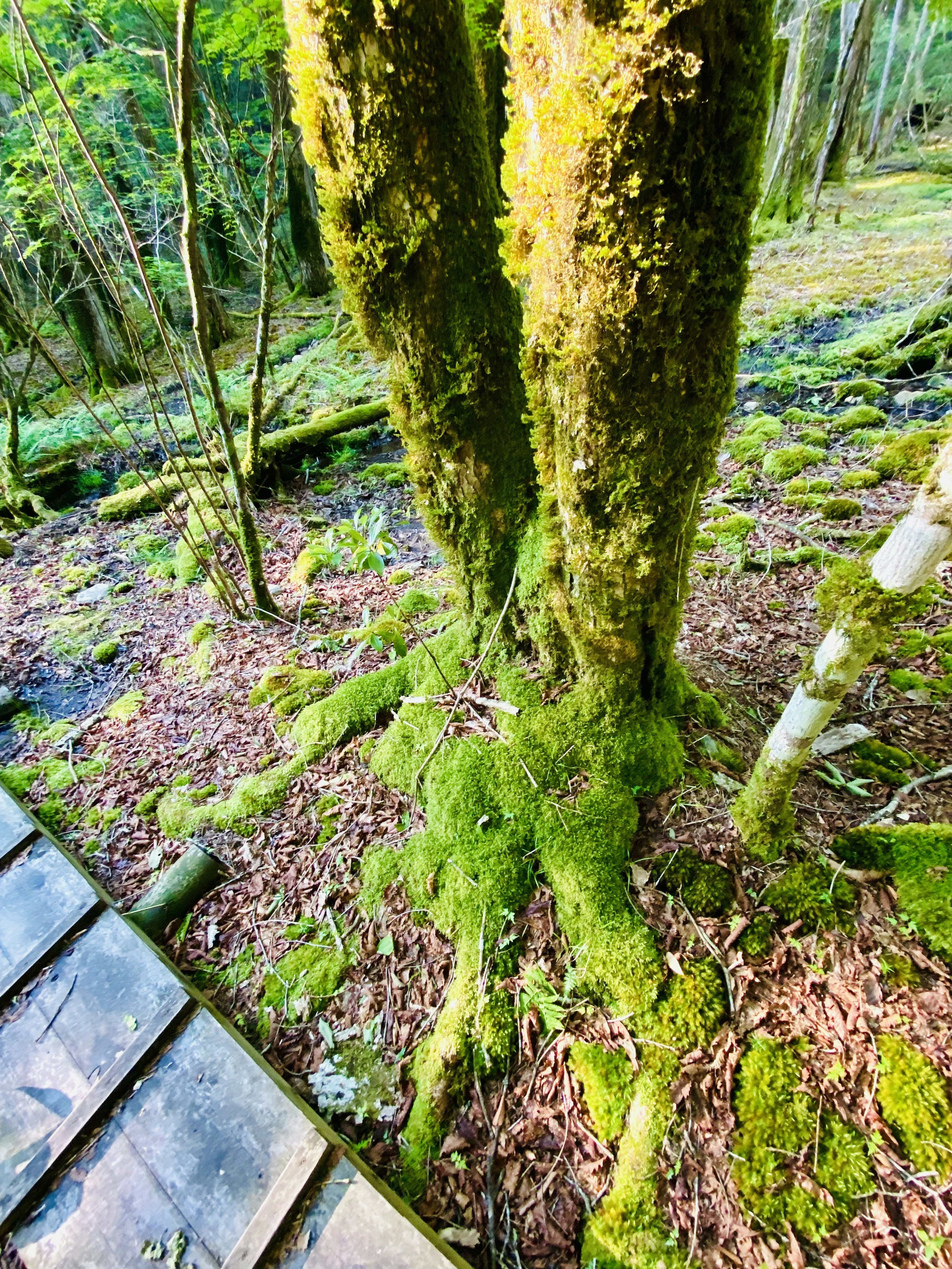 Primer plano de un tronco de árbol cubierto de musgo y raíces en un entorno forestal exuberante