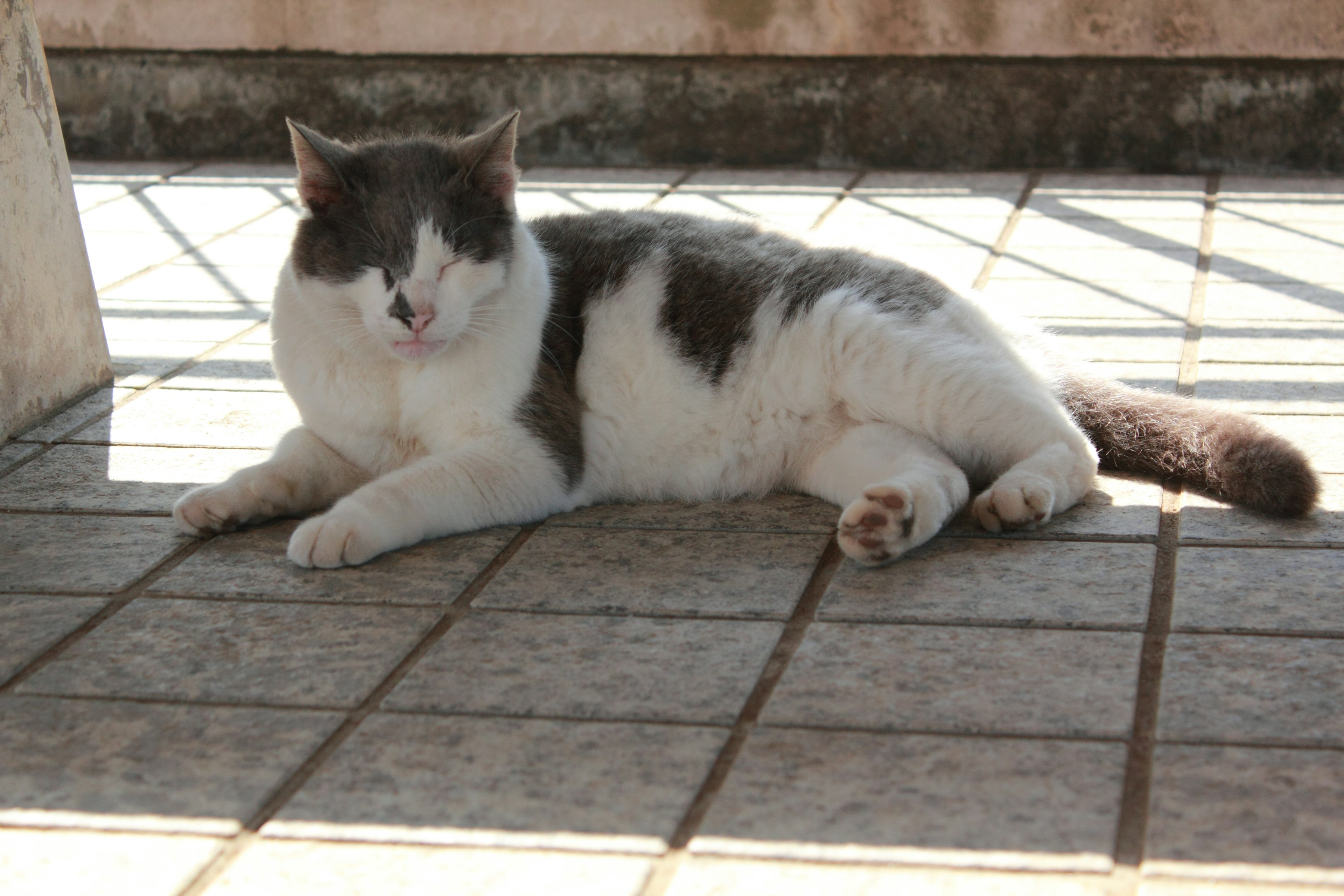 A gray and white cat lounging on tiled floor