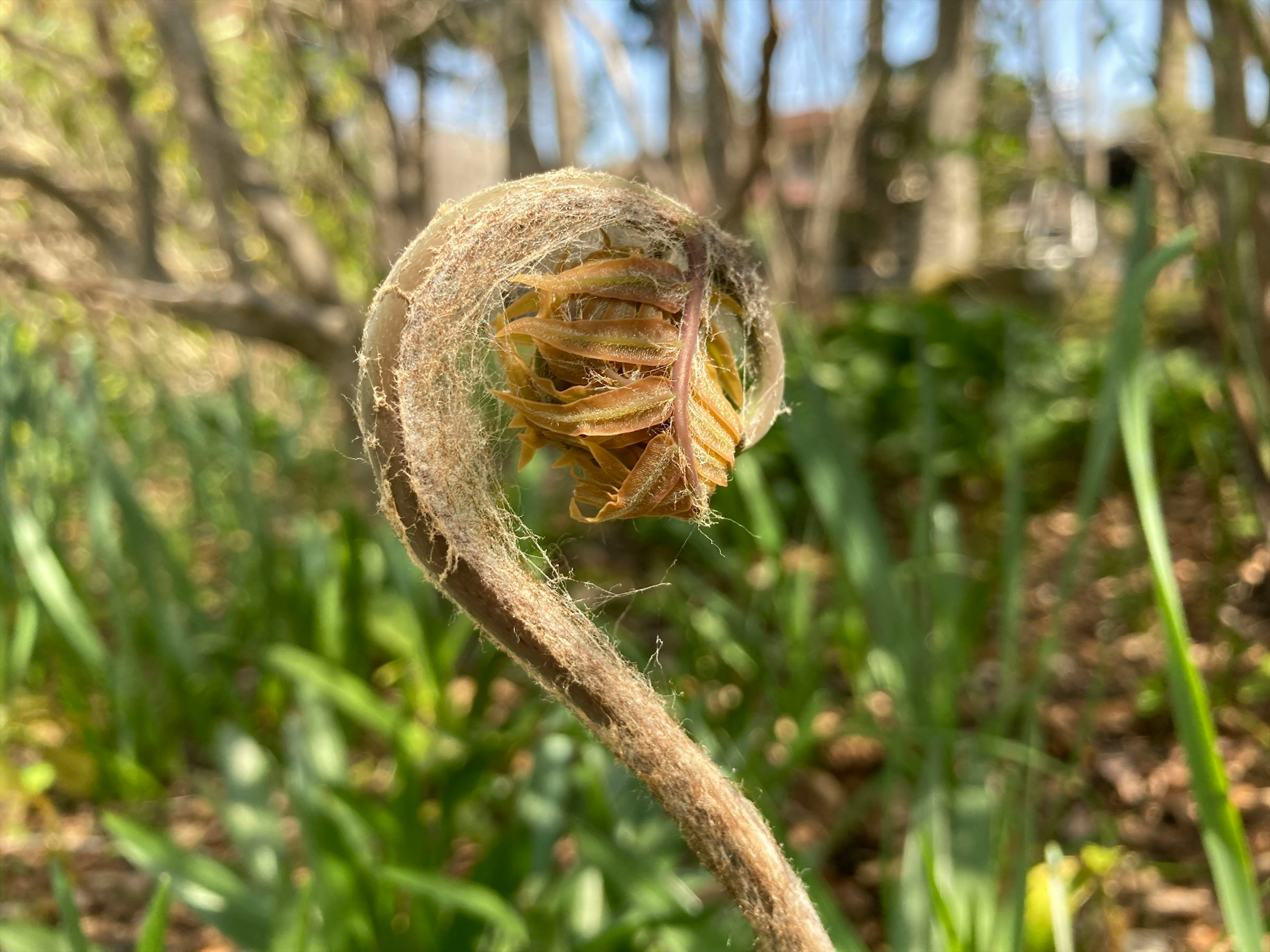 新緑の中で特徴的な形状のシダの芽