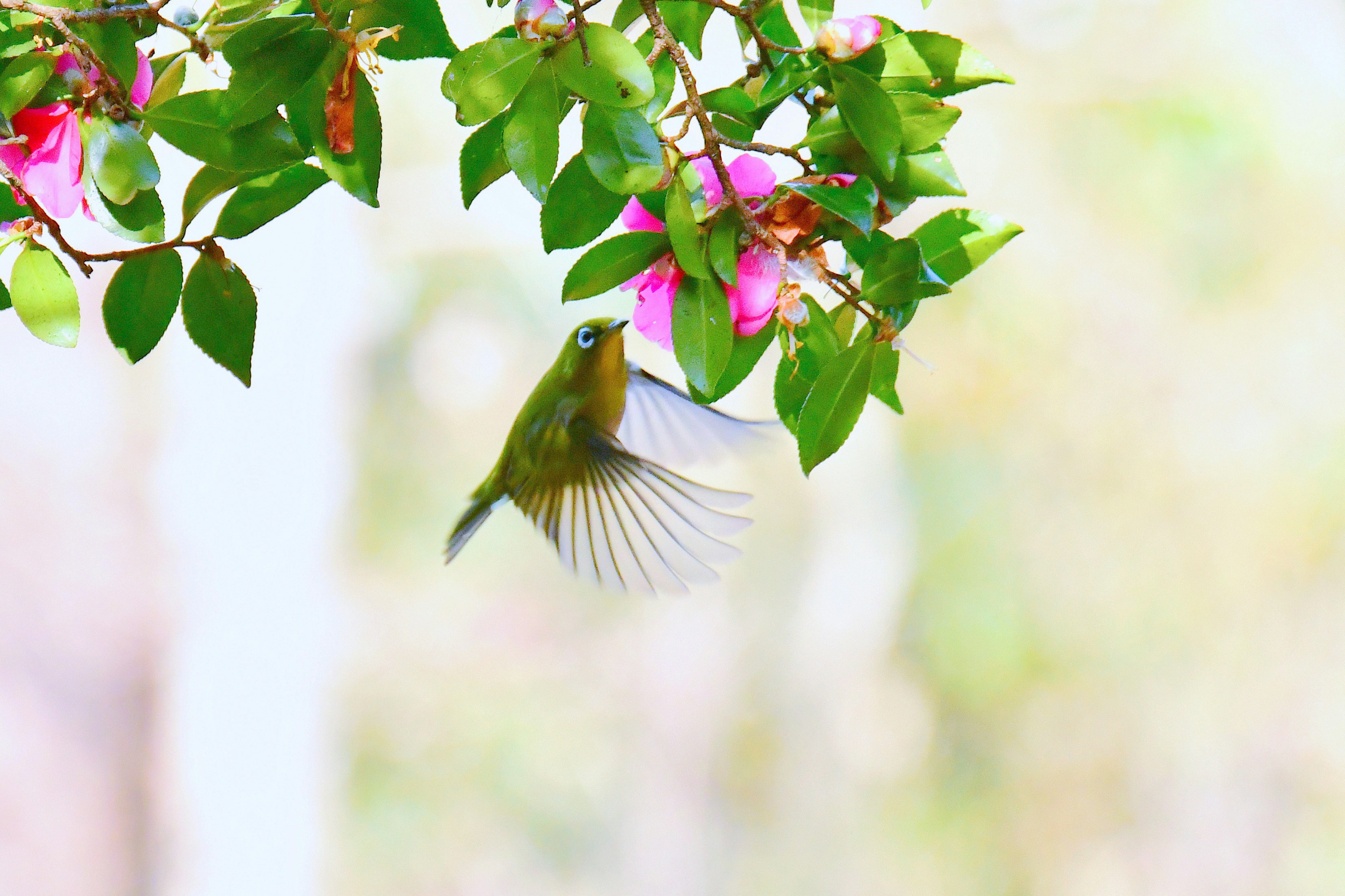 A bird hovering near colorful flowers on a tree