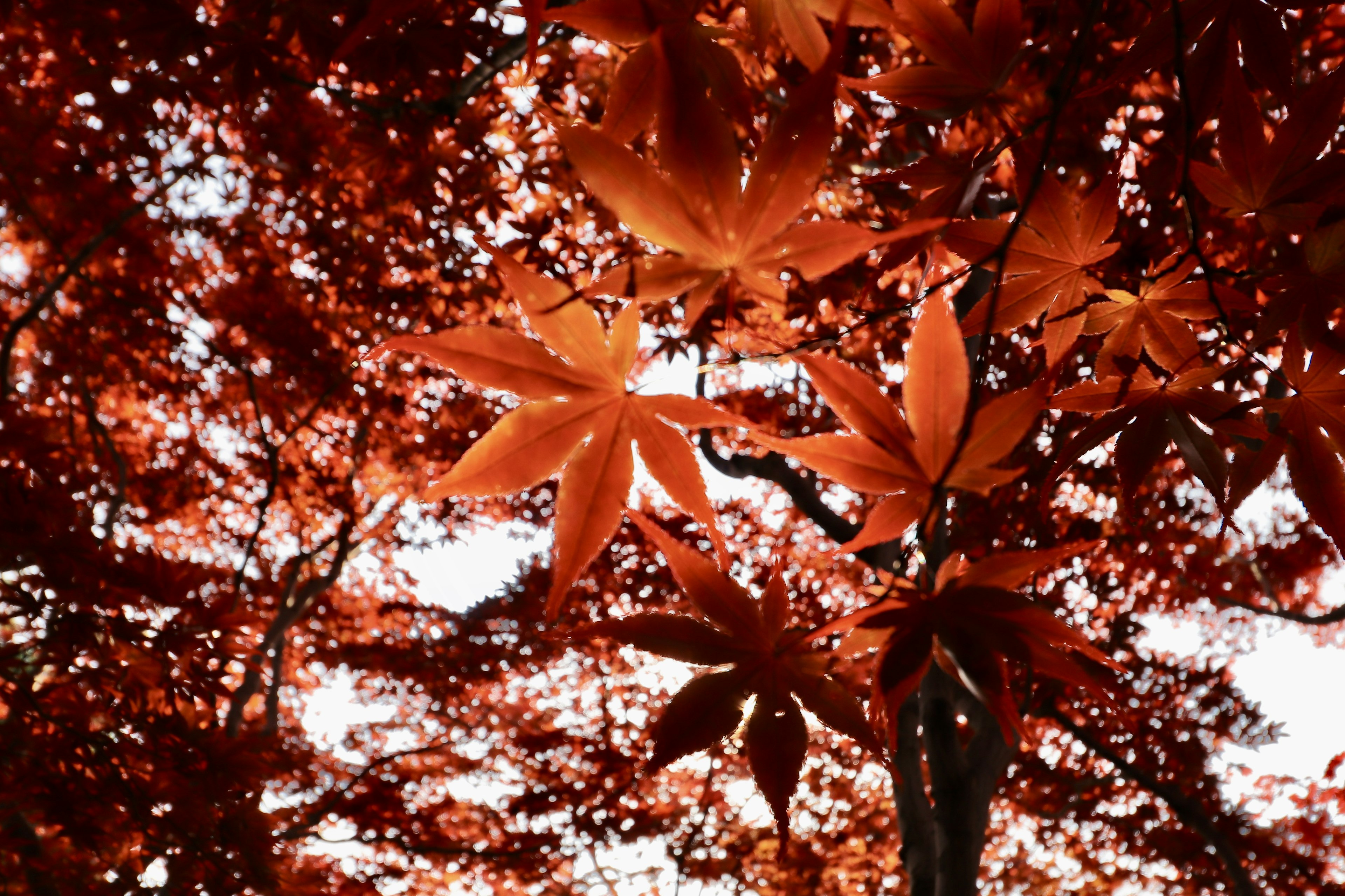 View from below a tree with vibrant red maple leaves