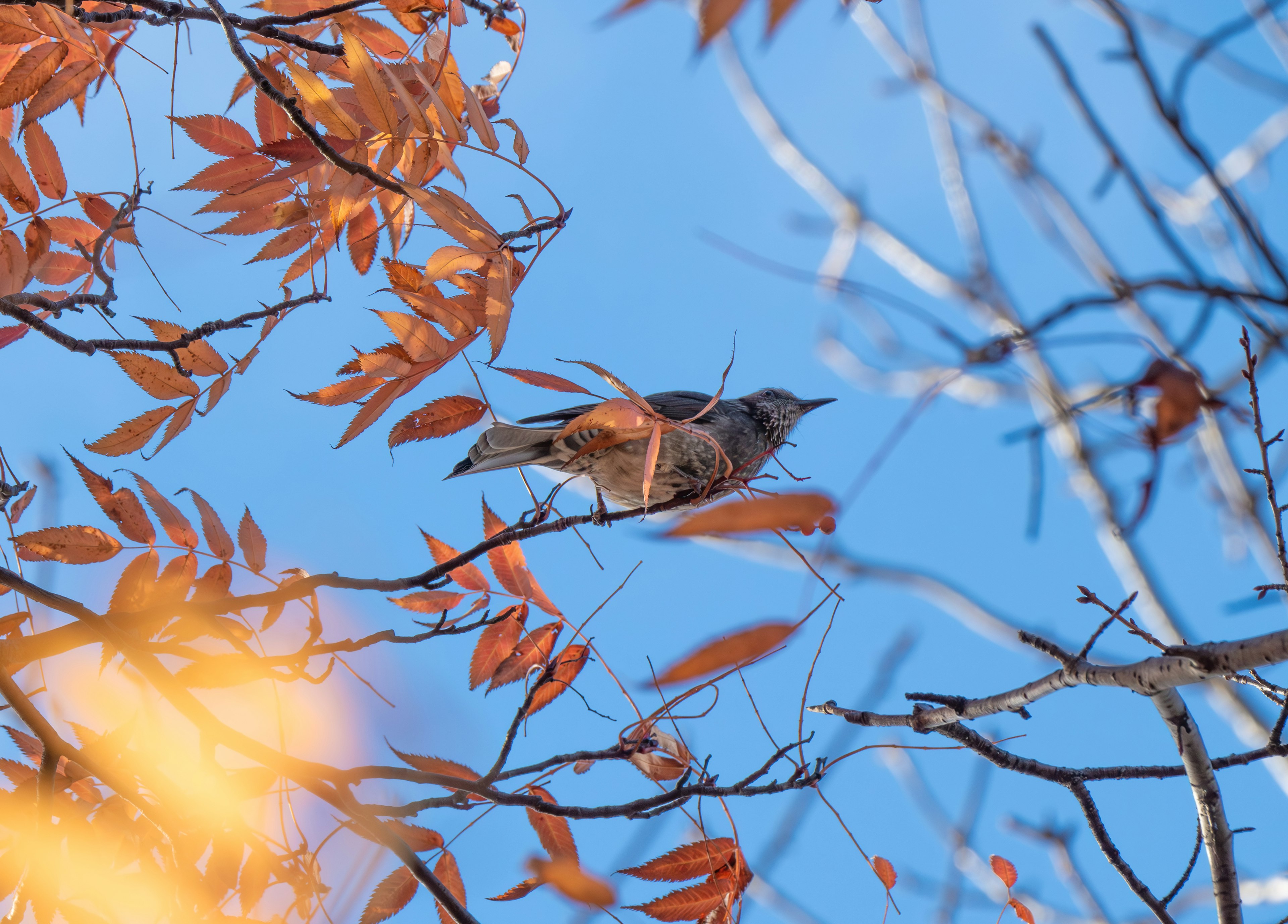 Vogel, der zwischen orangefarbenen Blättern vor einem blauen Himmel sitzt