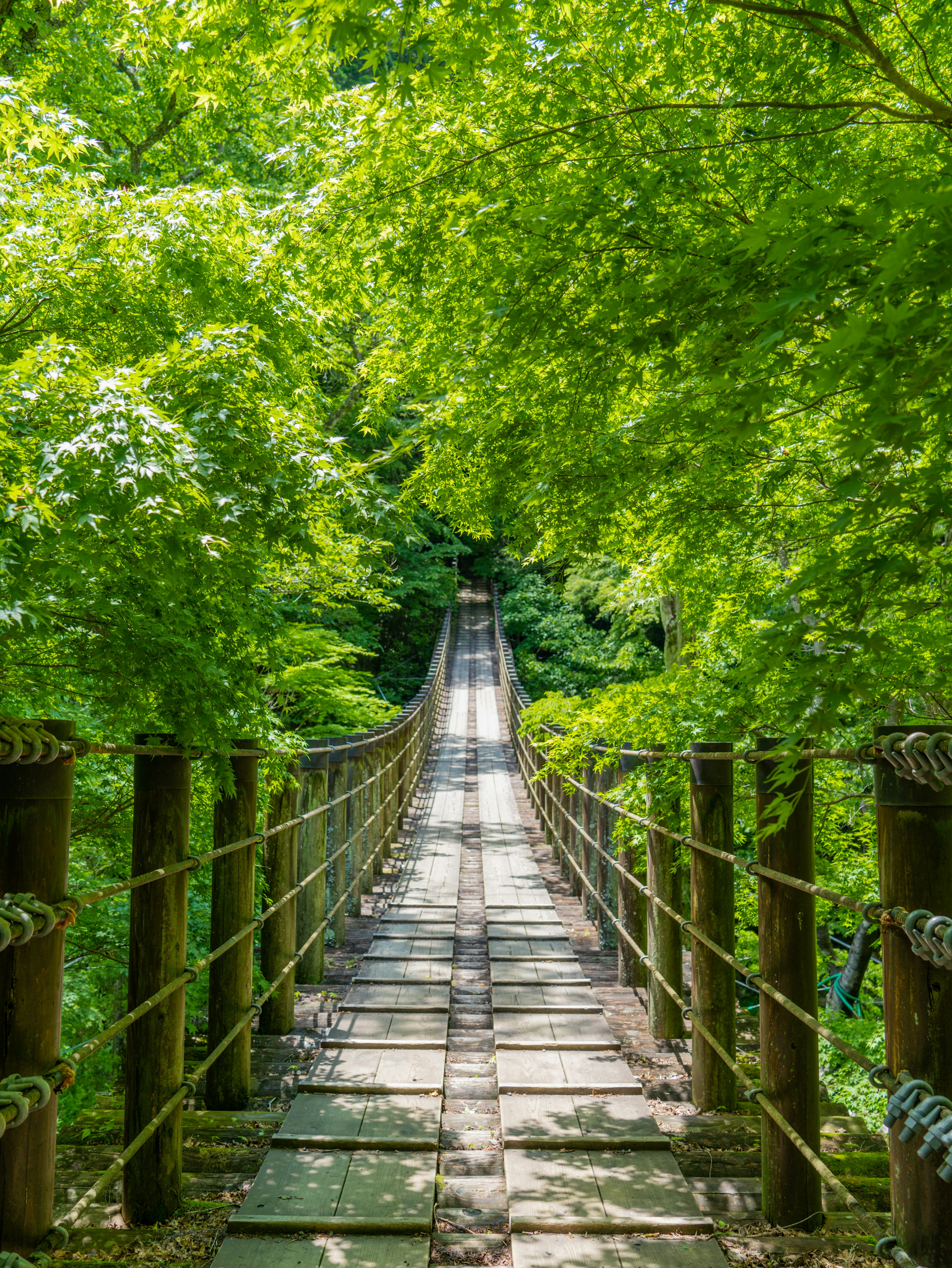 Suspension bridge surrounded by lush green trees