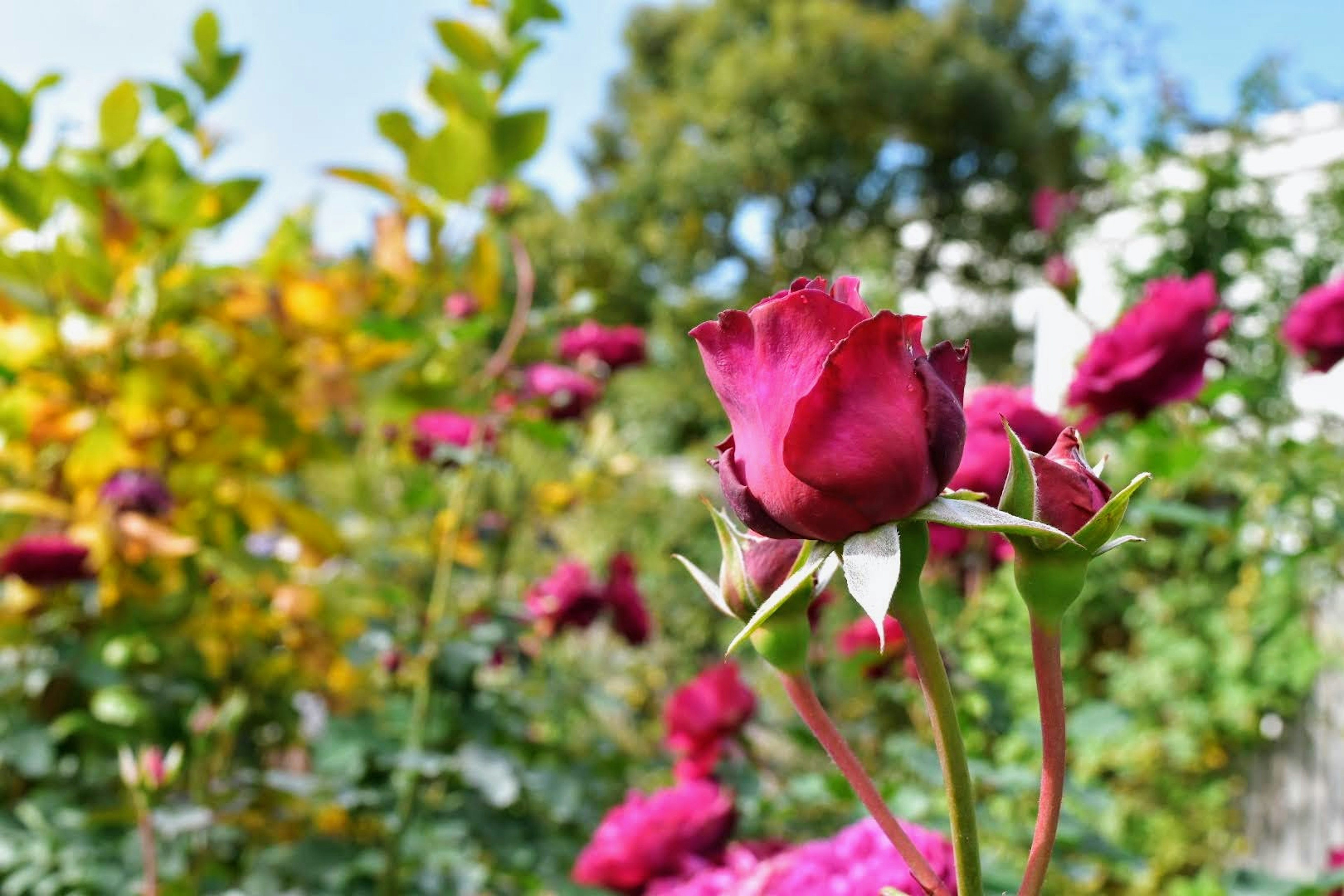 Roses vibrantes fleurissant dans un jardin