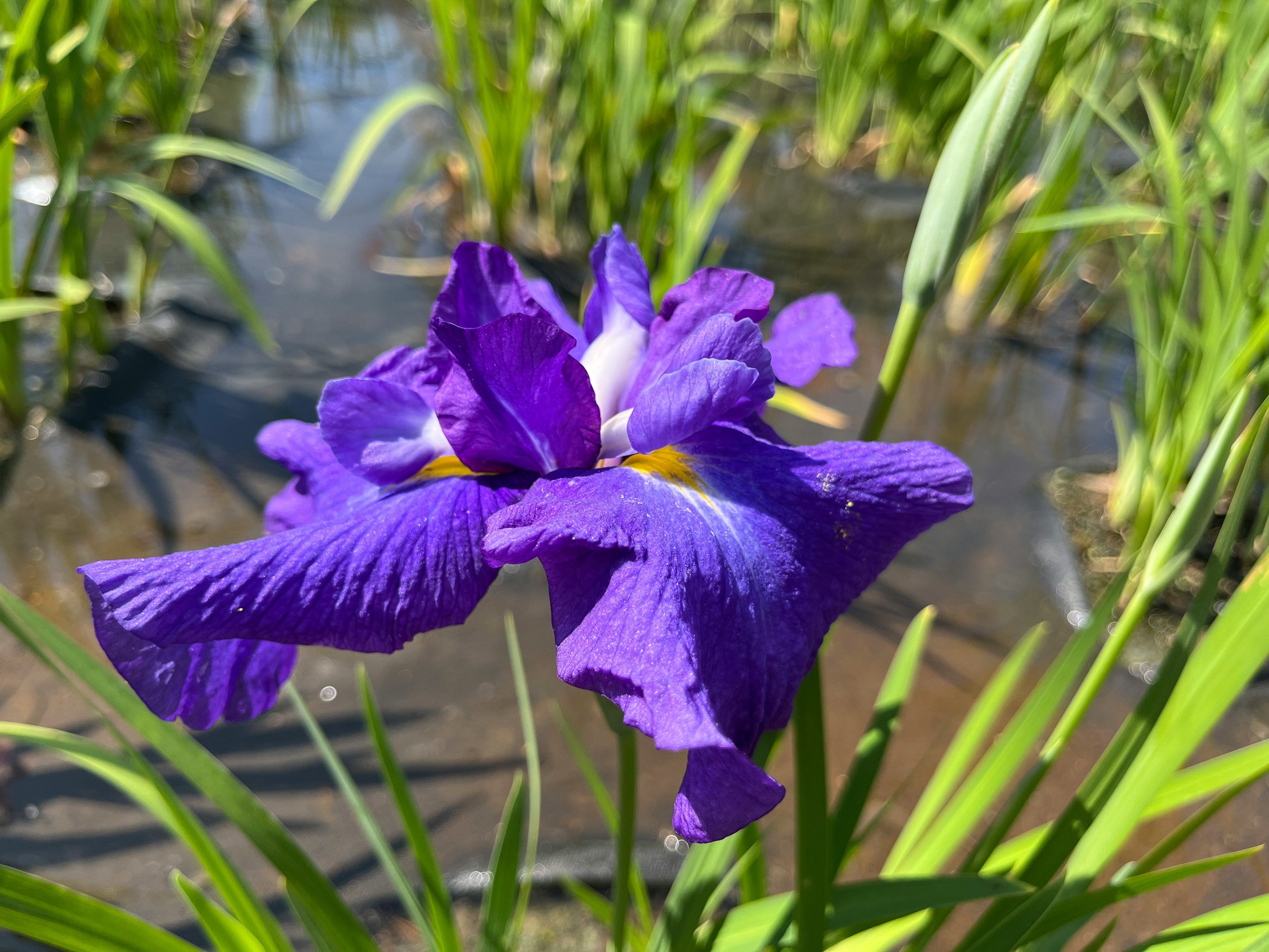 Sebuah bunga iris ungu yang indah dikelilingi oleh daun hijau