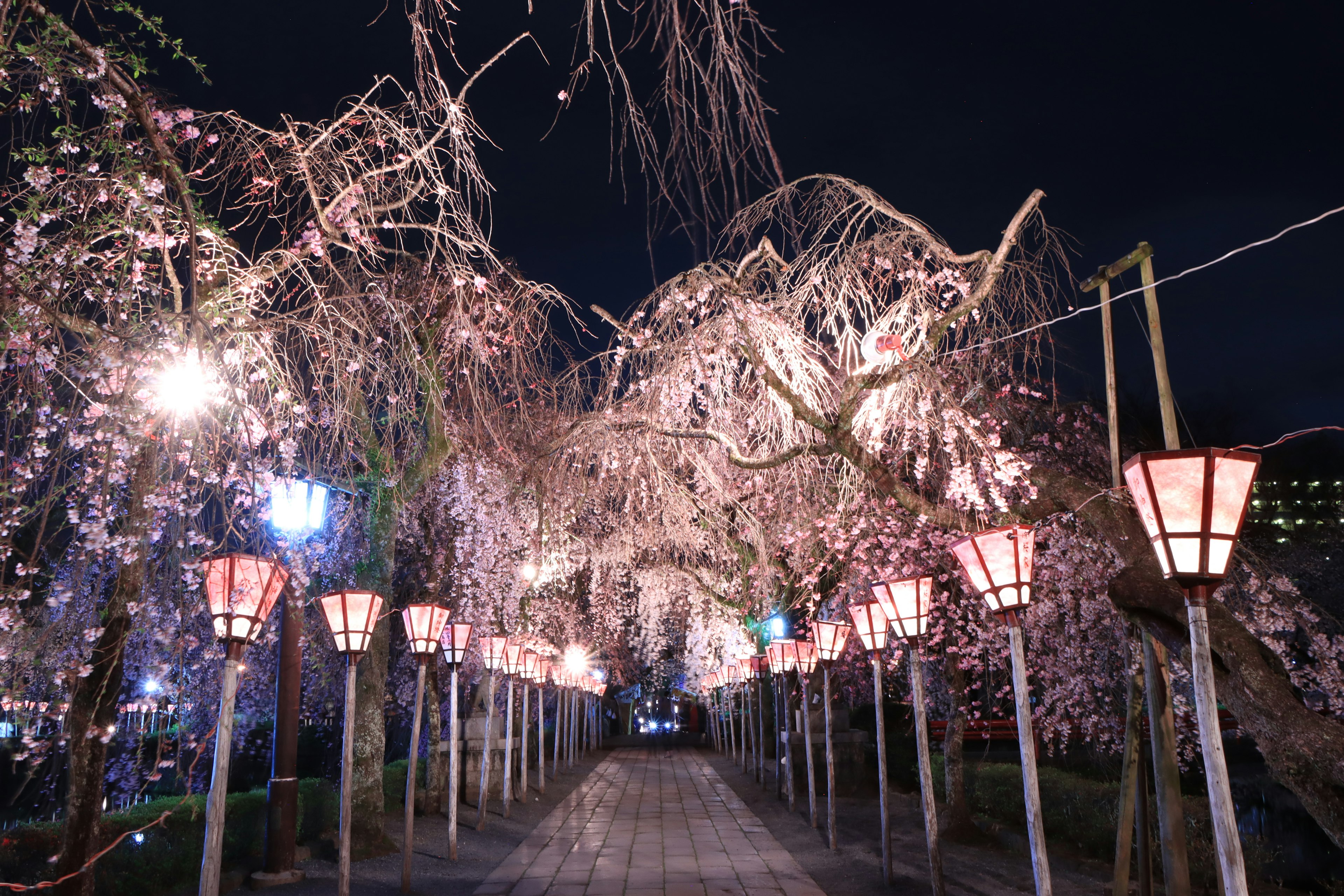 Jalan yang dikelilingi lentera di bawah pohon sakura di malam hari