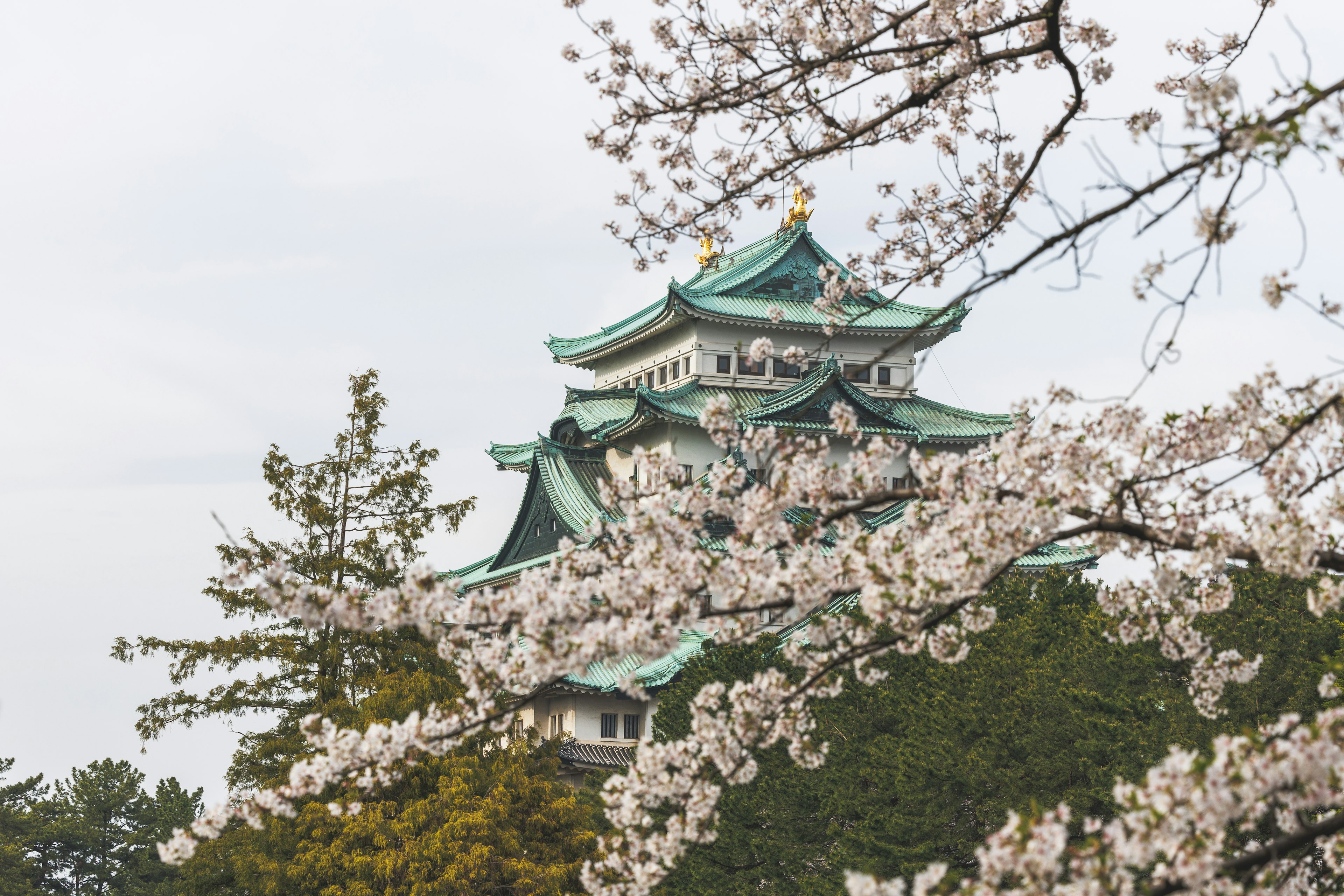 名古屋城と桜の花が描かれた美しい風景