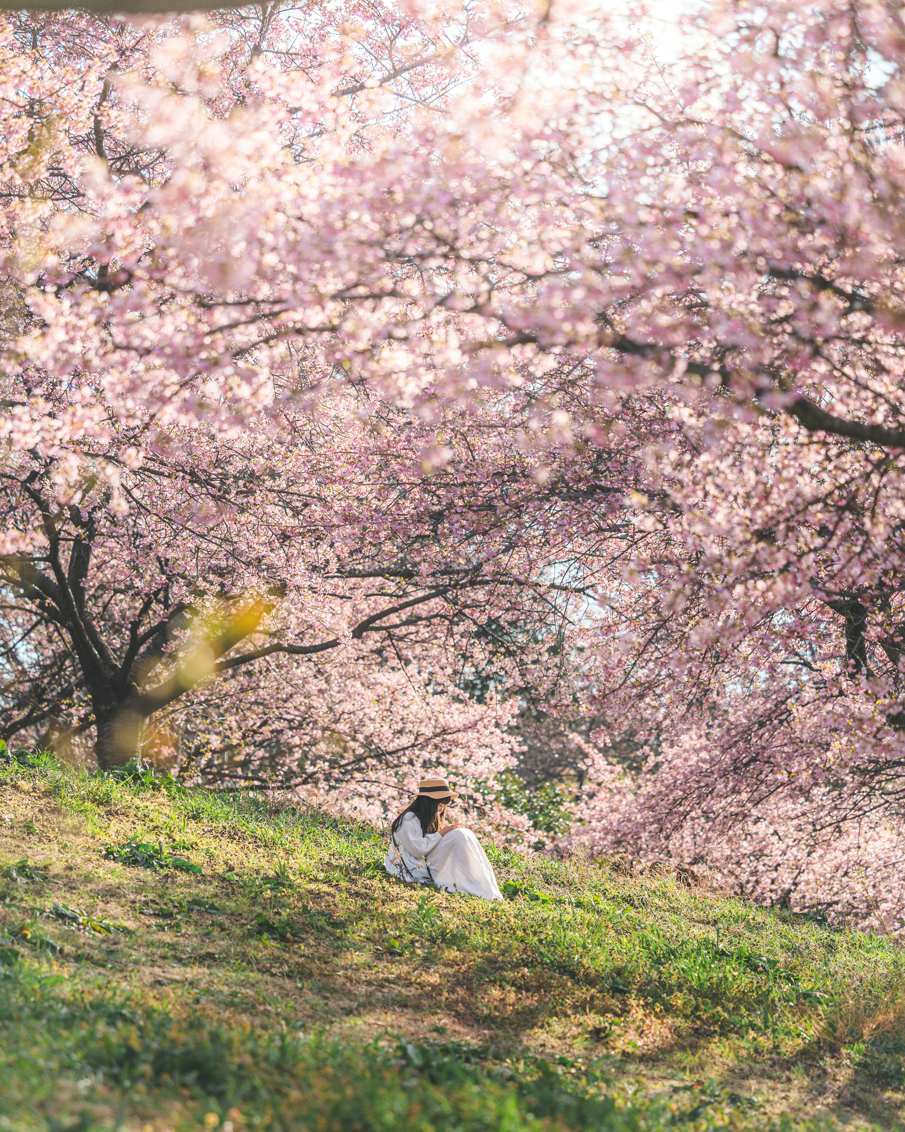 Una donna che si rilassa sotto alberi di ciliegio in fiore