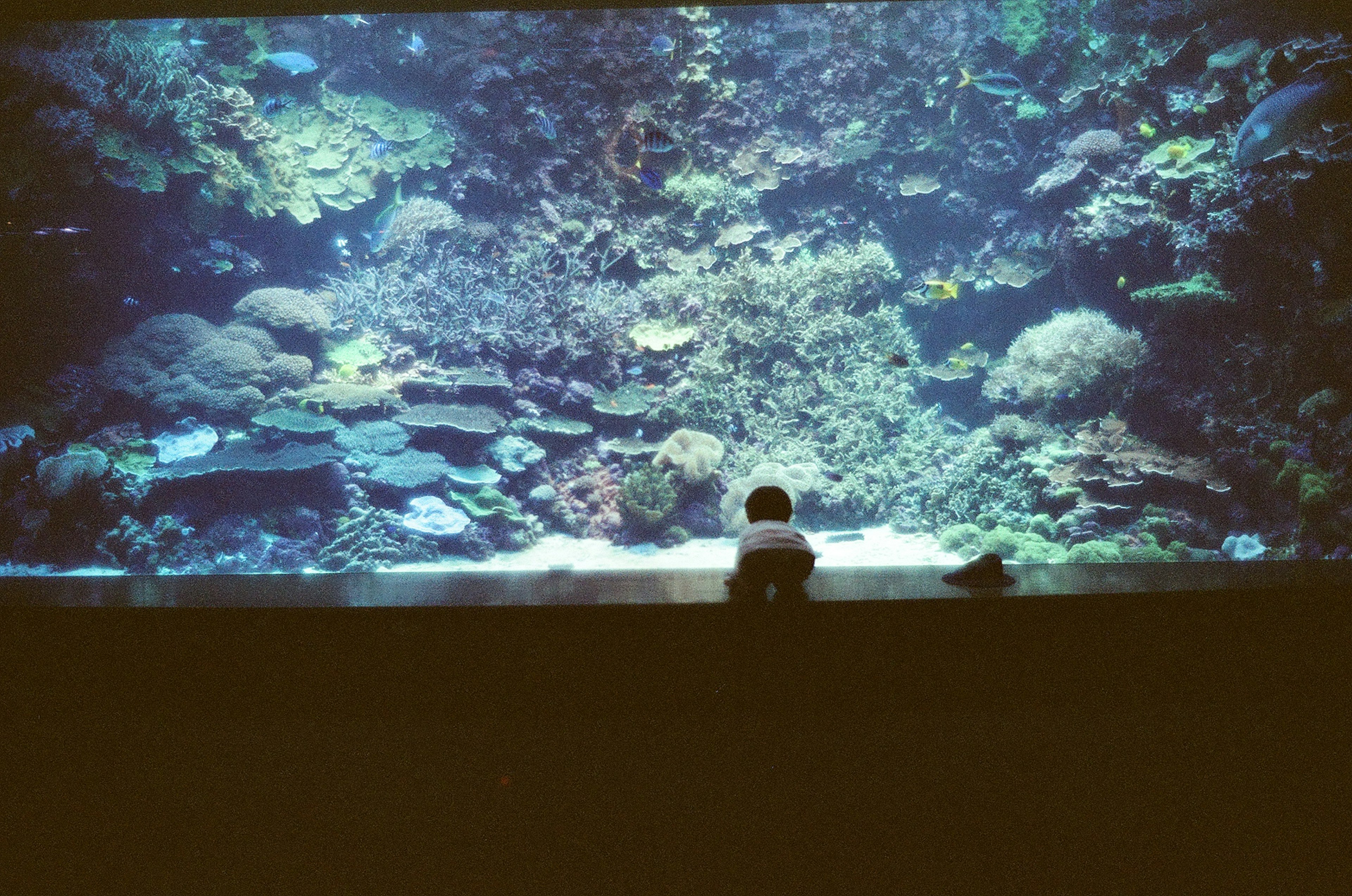 Un niño sentado frente a un gran acuario lleno de corales coloridos y peces