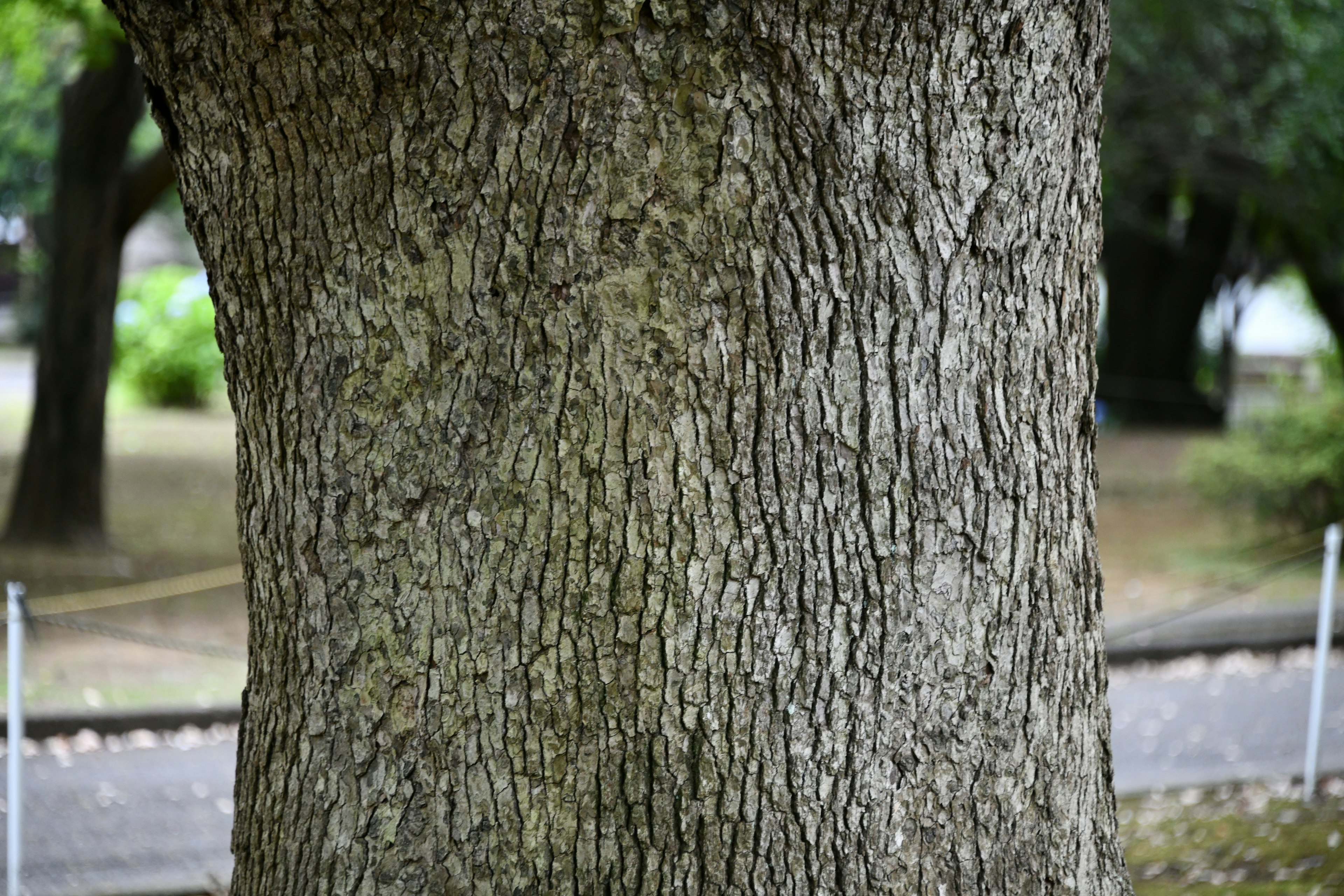 Close-up of a tree trunk showing texture and patterns