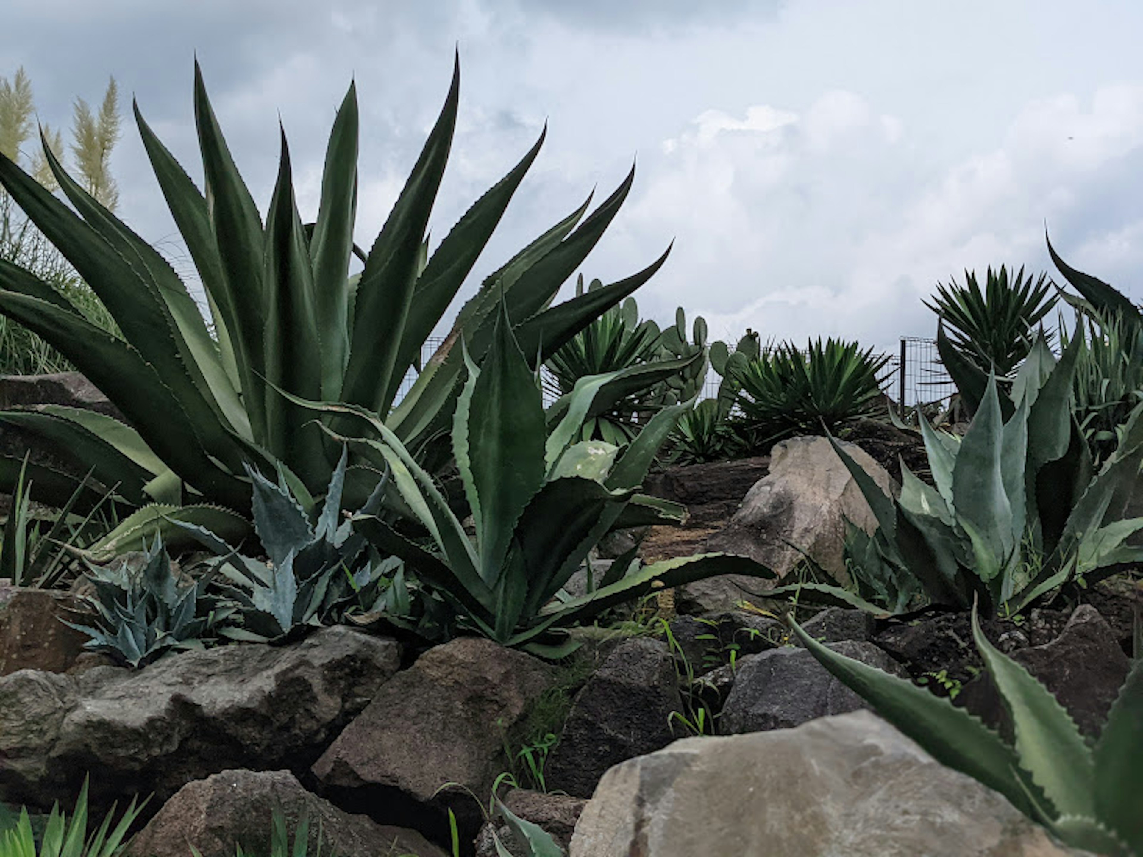 Paesaggio lussureggiante con diverse piante di agave e rocce