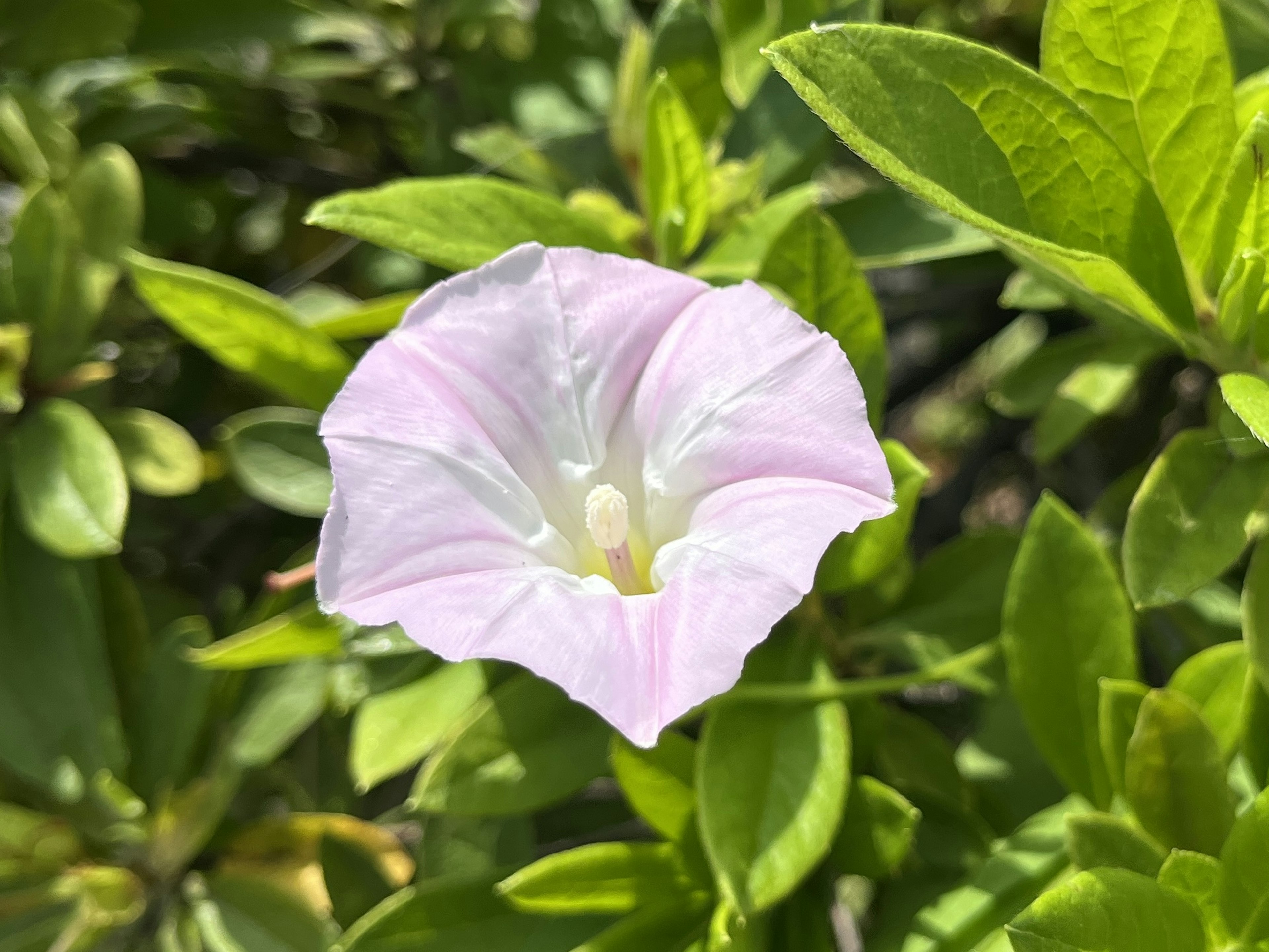 A pale pink flower surrounded by green leaves