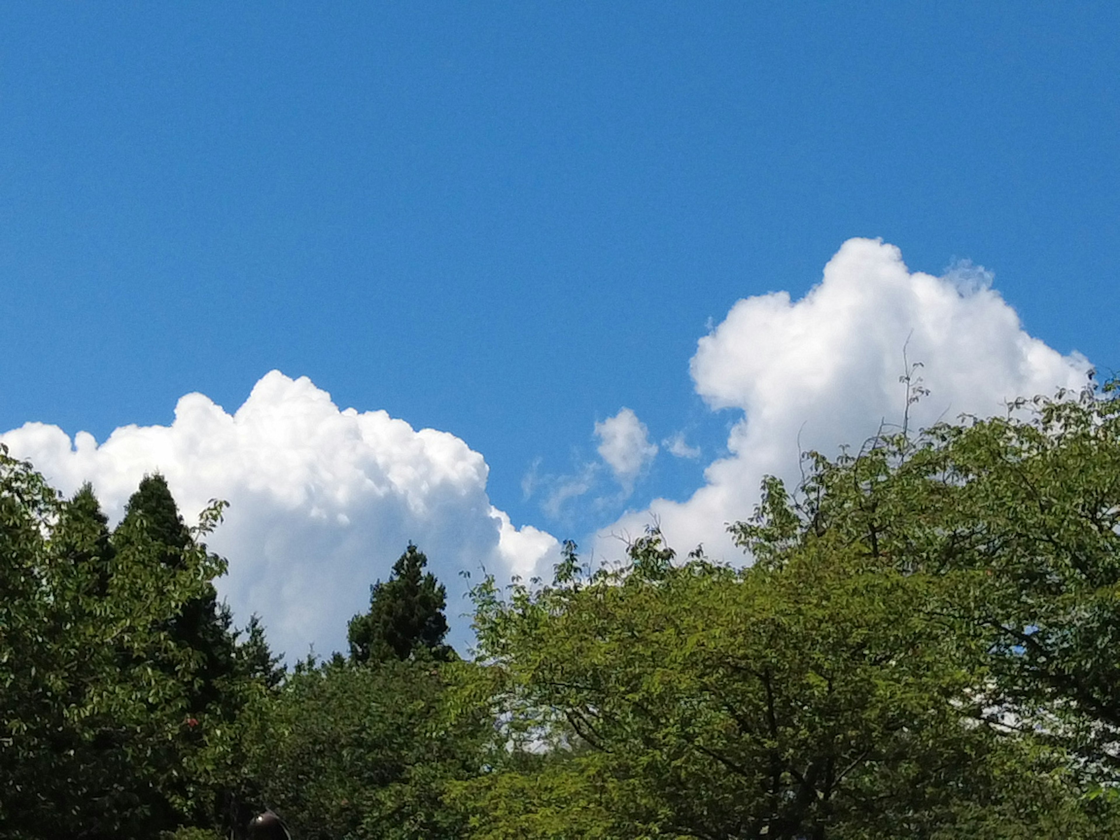 A clear blue sky with fluffy white clouds and green trees in the foreground